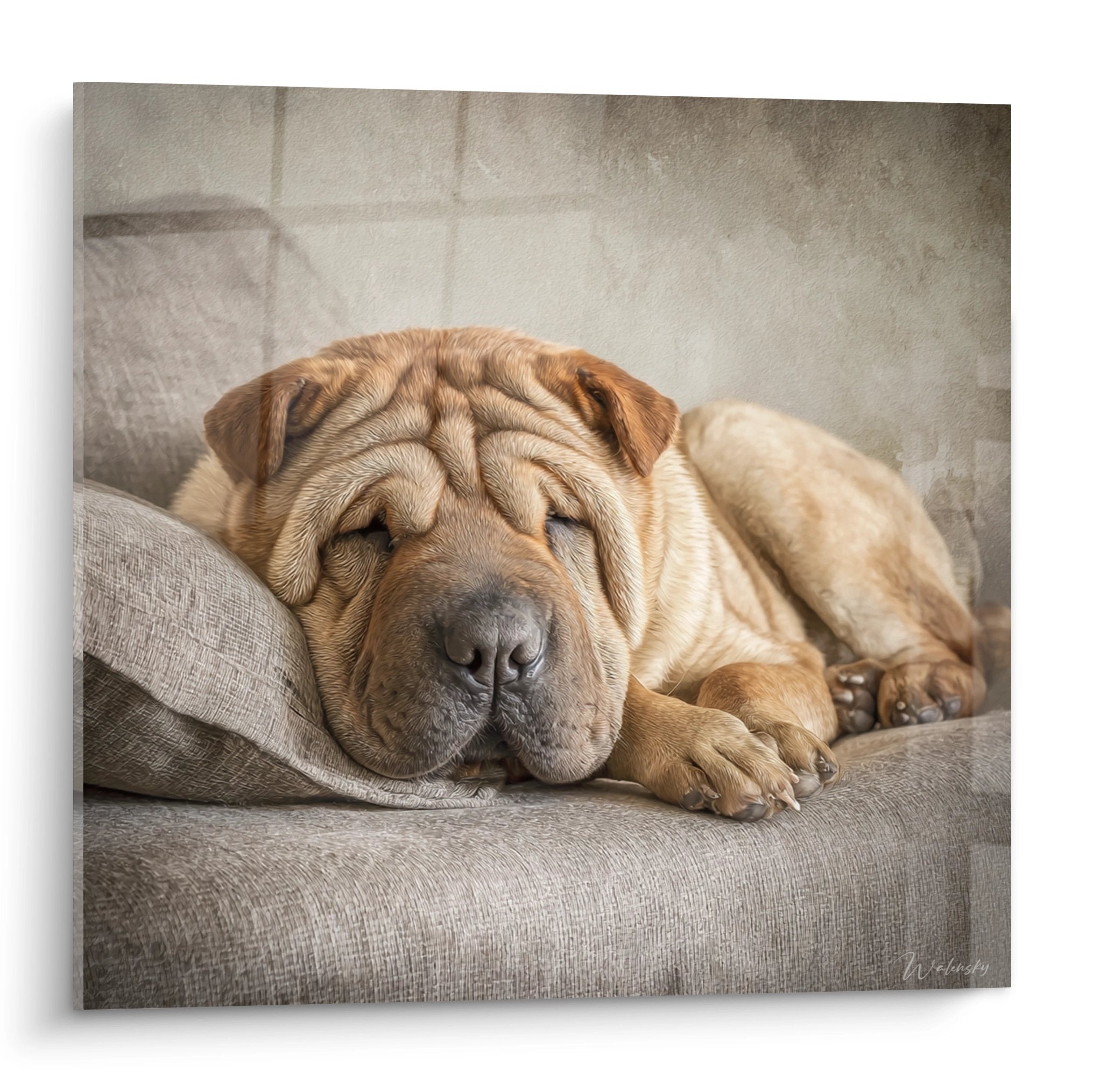 Shar Pei fauve endormi sur canapé beige, portrait canin aux tons chauds et expression paisible