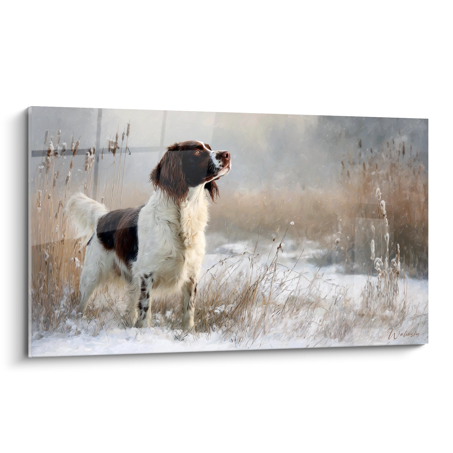 Springer Anglais en arrêt dans paysage hivernal enneigé, pelage tricolore brun et blanc, regard concentré