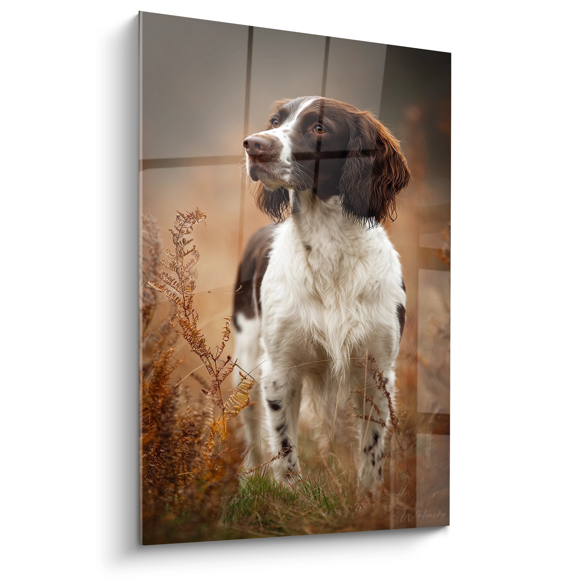 Portrait de Springer Anglais brun et blanc dans prairie automnale aux tons dorés, regard contemplatif