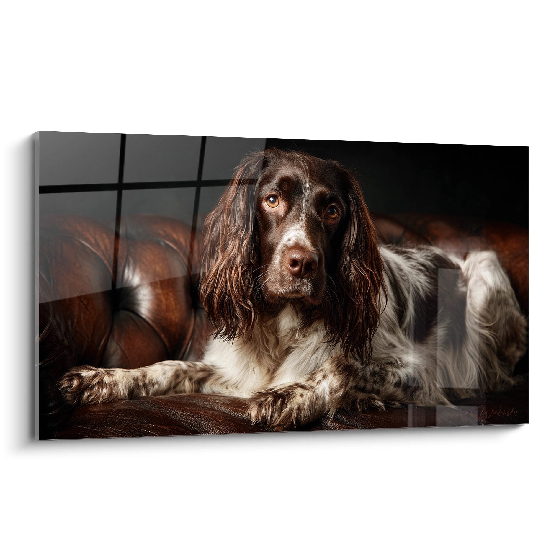 Portrait Springer Anglais yeux ambrés allongé canapé cuir brun, pelage chocolat blanc, éclairage clair-obscur artistique