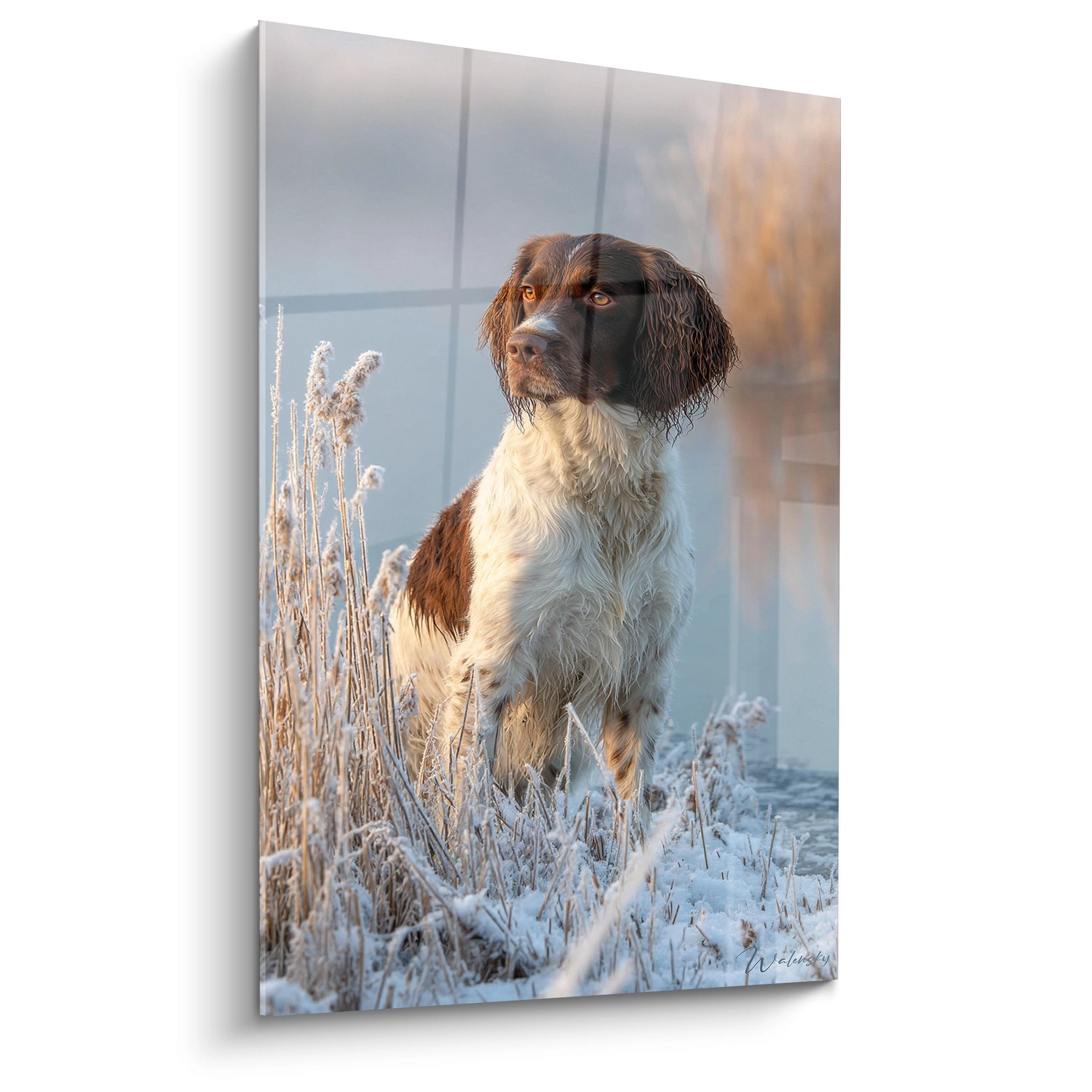 Springer Anglais roux et blanc dans paysage hivernal avec herbes givrées et regard intense