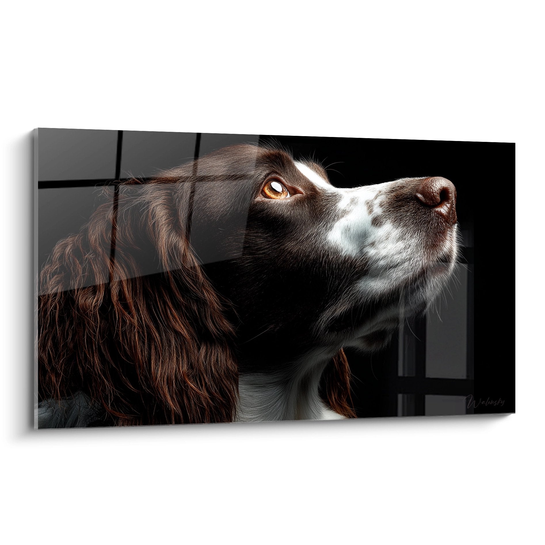 Portrait Springer Anglais yeux dores regardant vers le haut pose contemplative fond sombre decoration murale