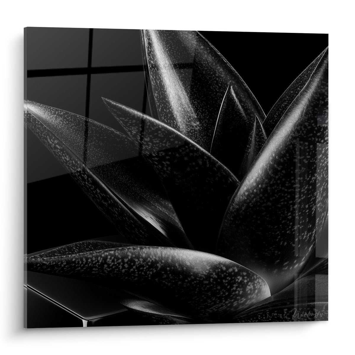 Aloe vera aux feuilles pointues, mouchetures argentées sur fond noir profond, lumière rasante