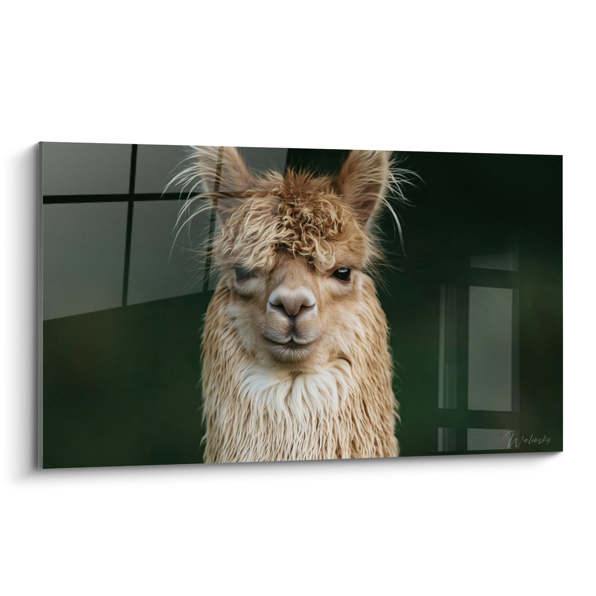 Alpaga beige au pelage bouclé, regard sombre perçant sur fond vert anthracite feutré