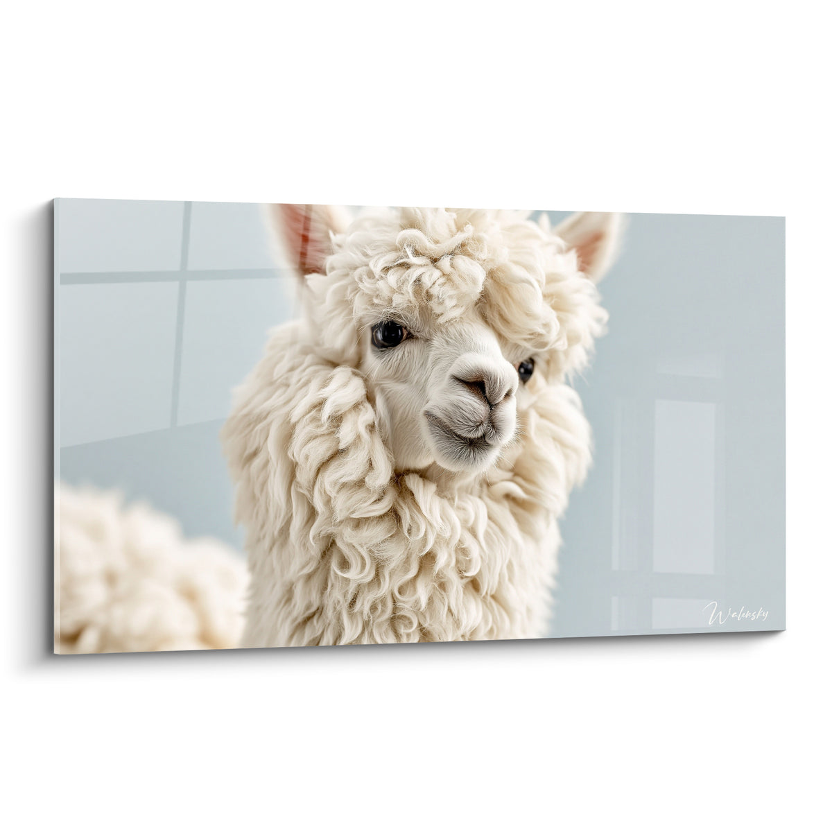 Alpaga blanc au pelage bouclé et regard sombre sur fond bleu pastel lumineux