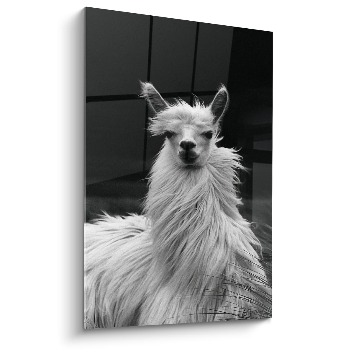 Alpaga blanc au regard perçant, pelage hirsute texturé, fond anthracite en noir et blanc