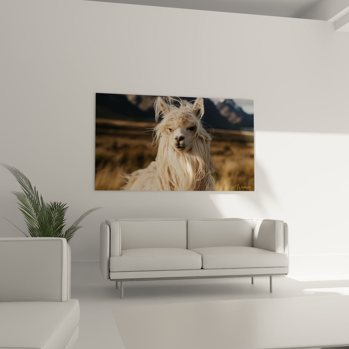 Pelage soyeux de l'alpaga aux mèches crème et brunes, installé au-dessus d'un canapé dans un salon lumineux