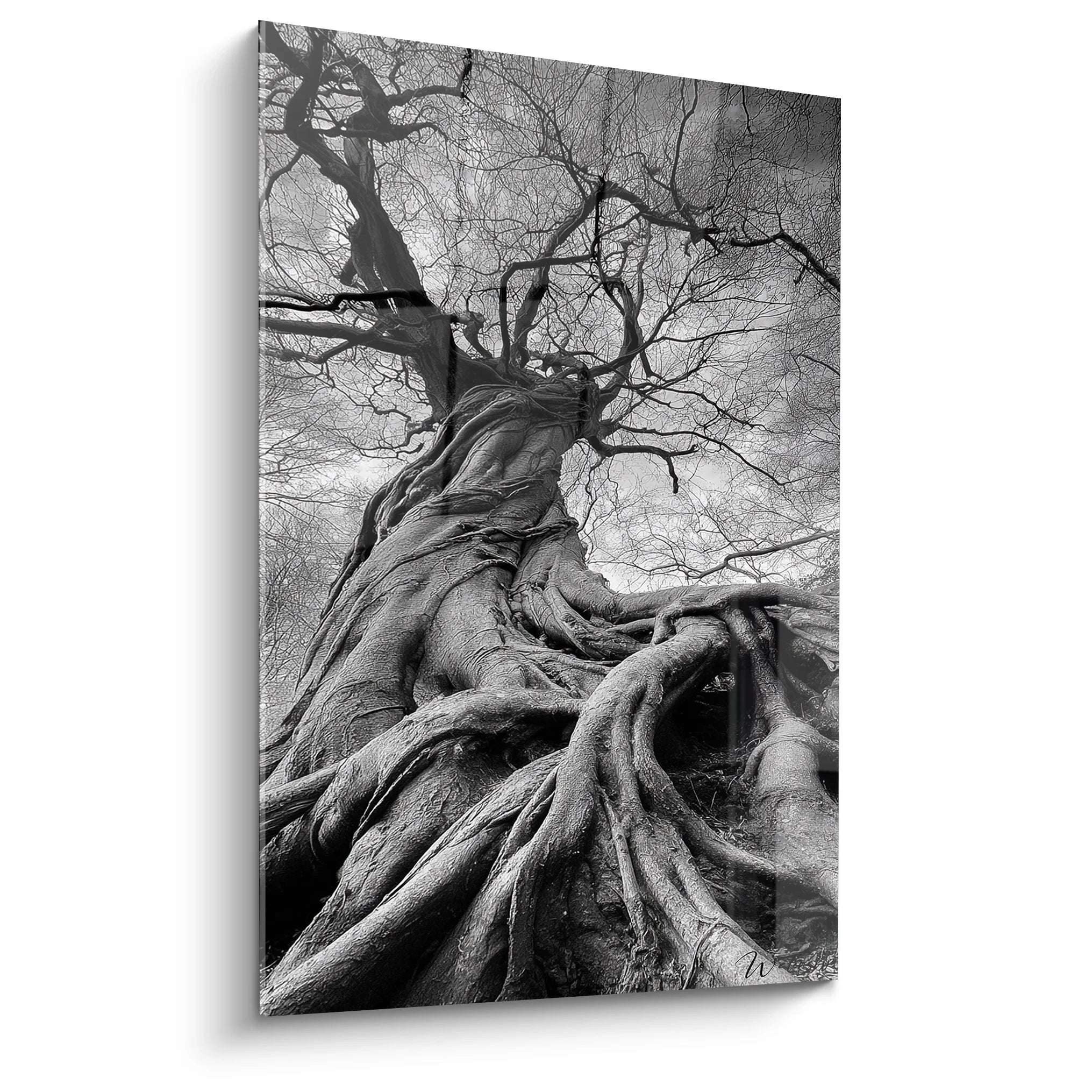 Tableau noir et blanc d'arbre centenaire aux racines imposantes et branches dénudées