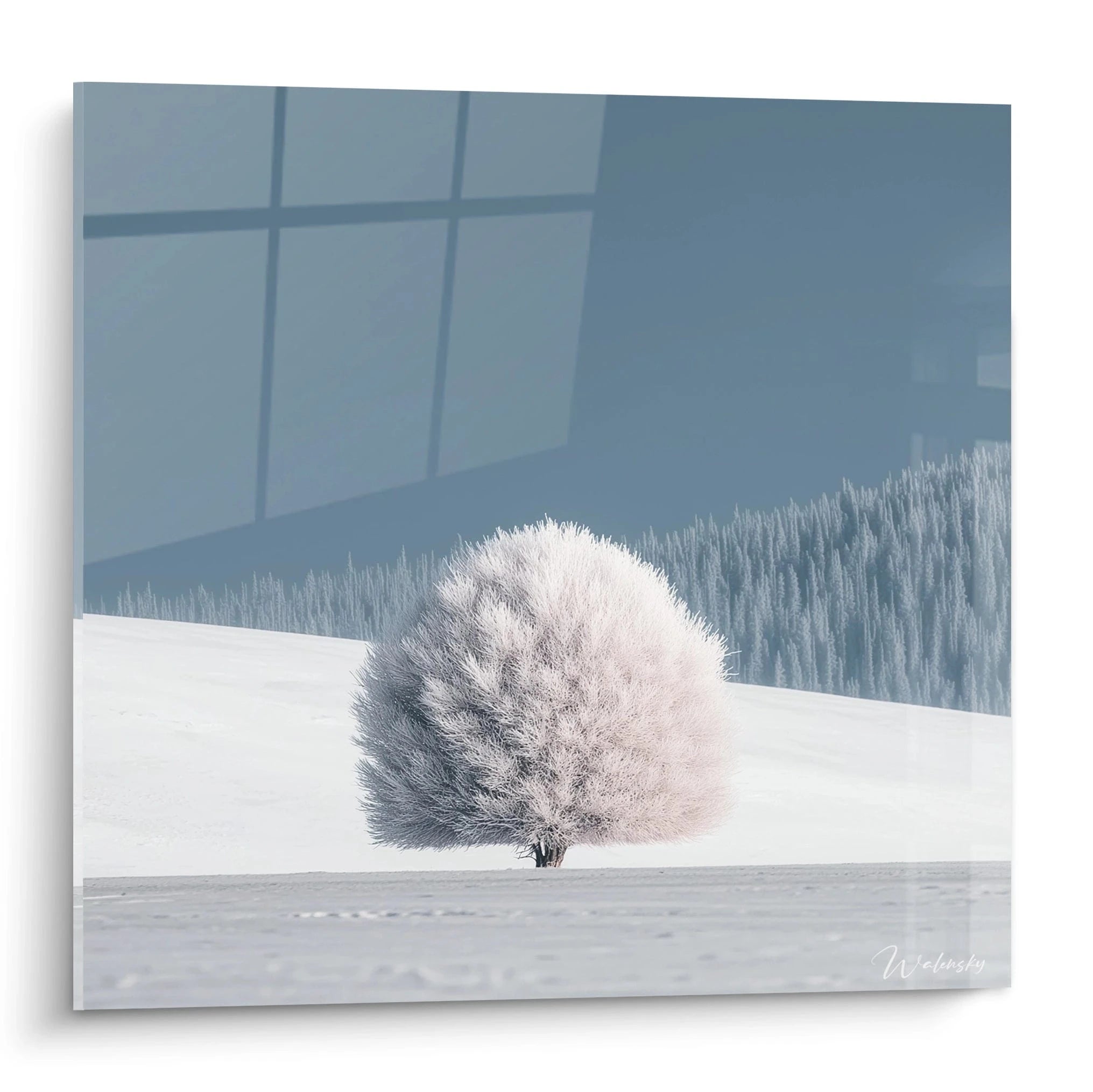 Walensky tableau arbre hivernal montrant un arbre enneigé solitaire sur fond de forêt et ciel bleu