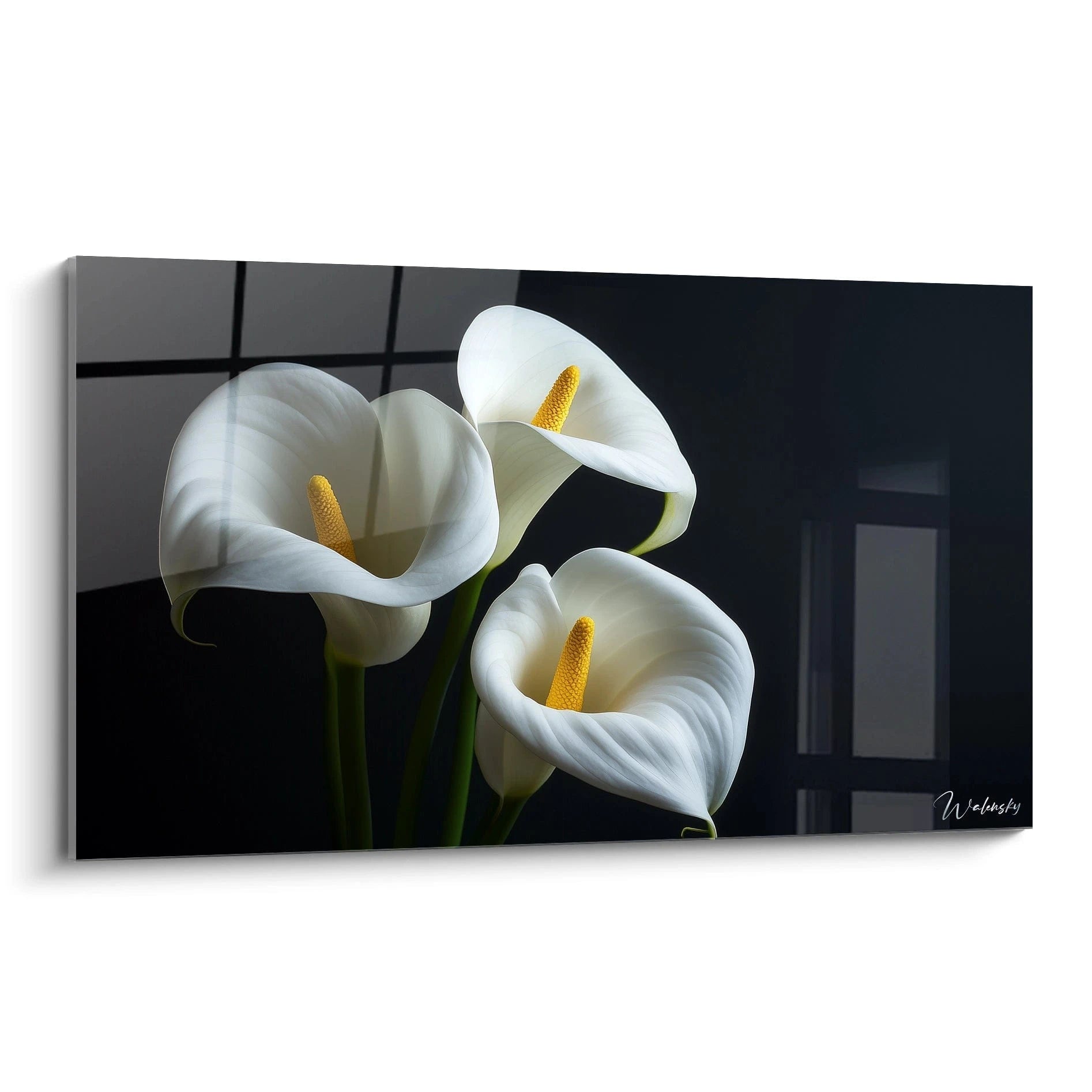 Un tableau Arum nature montrant trois fleurs blanches aux pétales lisses et pistils jaunes, avec des tiges vertes. Le fond noir crée un contraste marqué et met en avant les textures soyeuses des pétales.