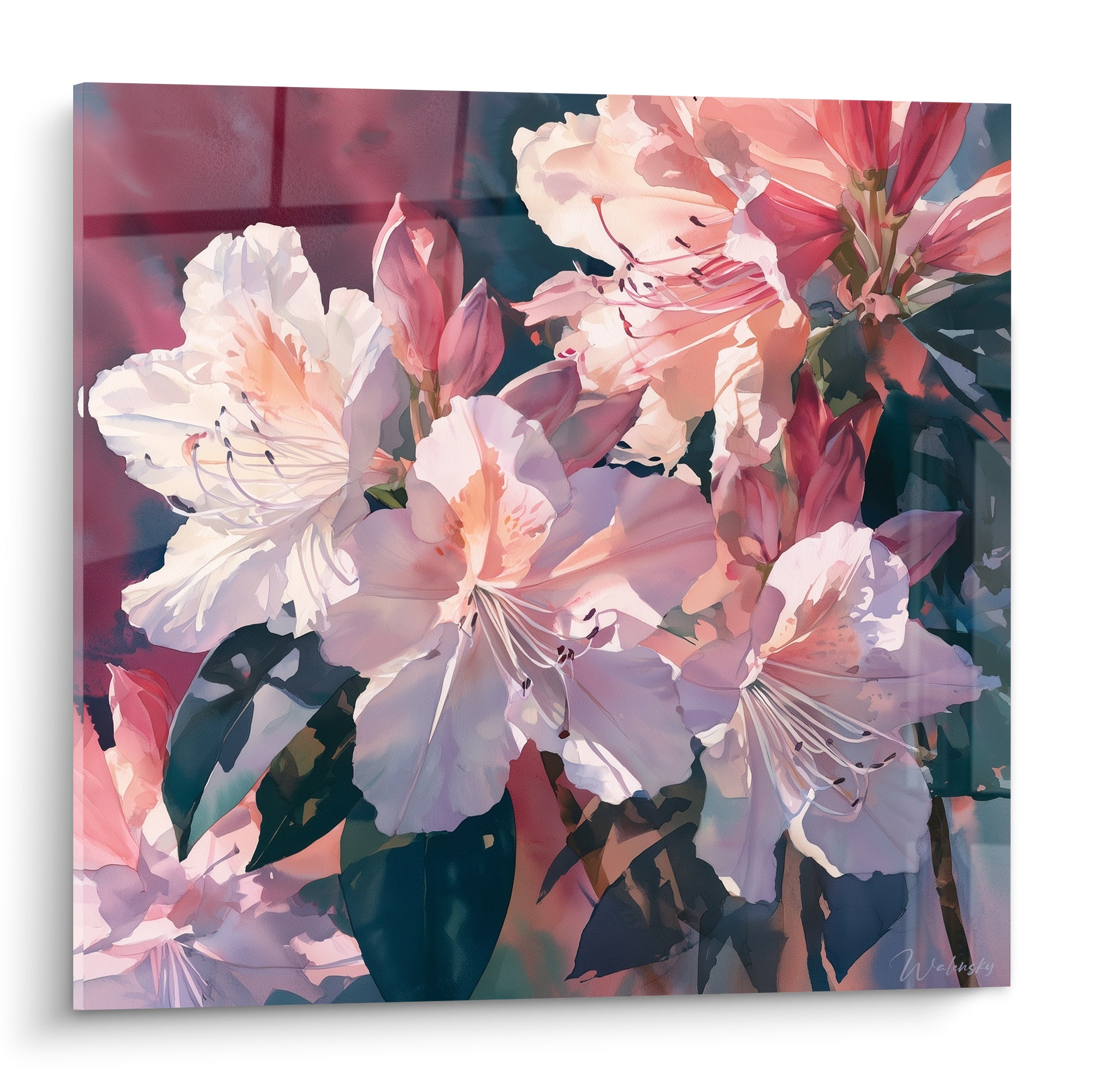 Azalée aux pétales blancs et roses, bourgeons bordeaux, fond bleu anthracite estompé