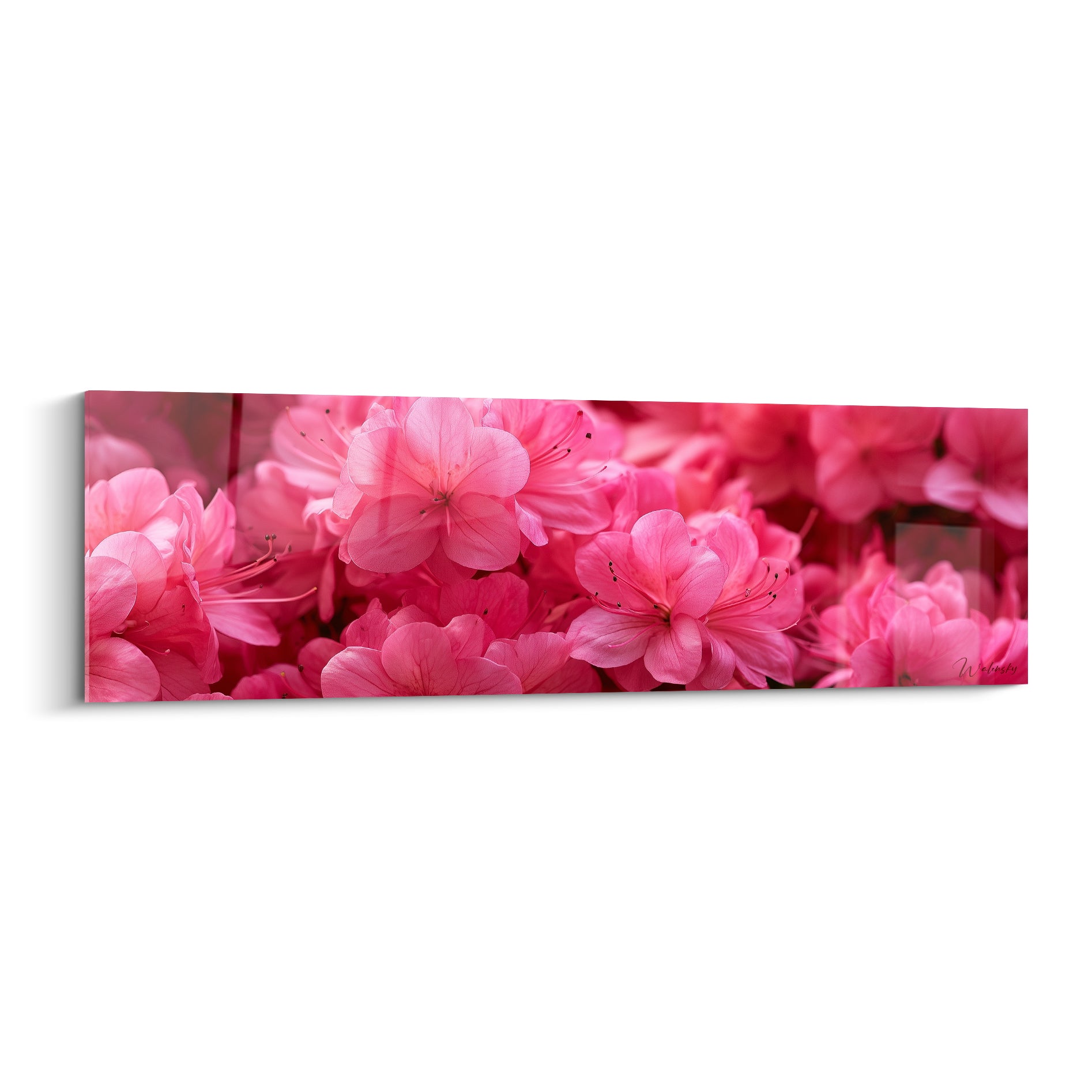 Azalée en fleurs roses fuchsia et bordeaux, pétales serrés et étamines noires visibles