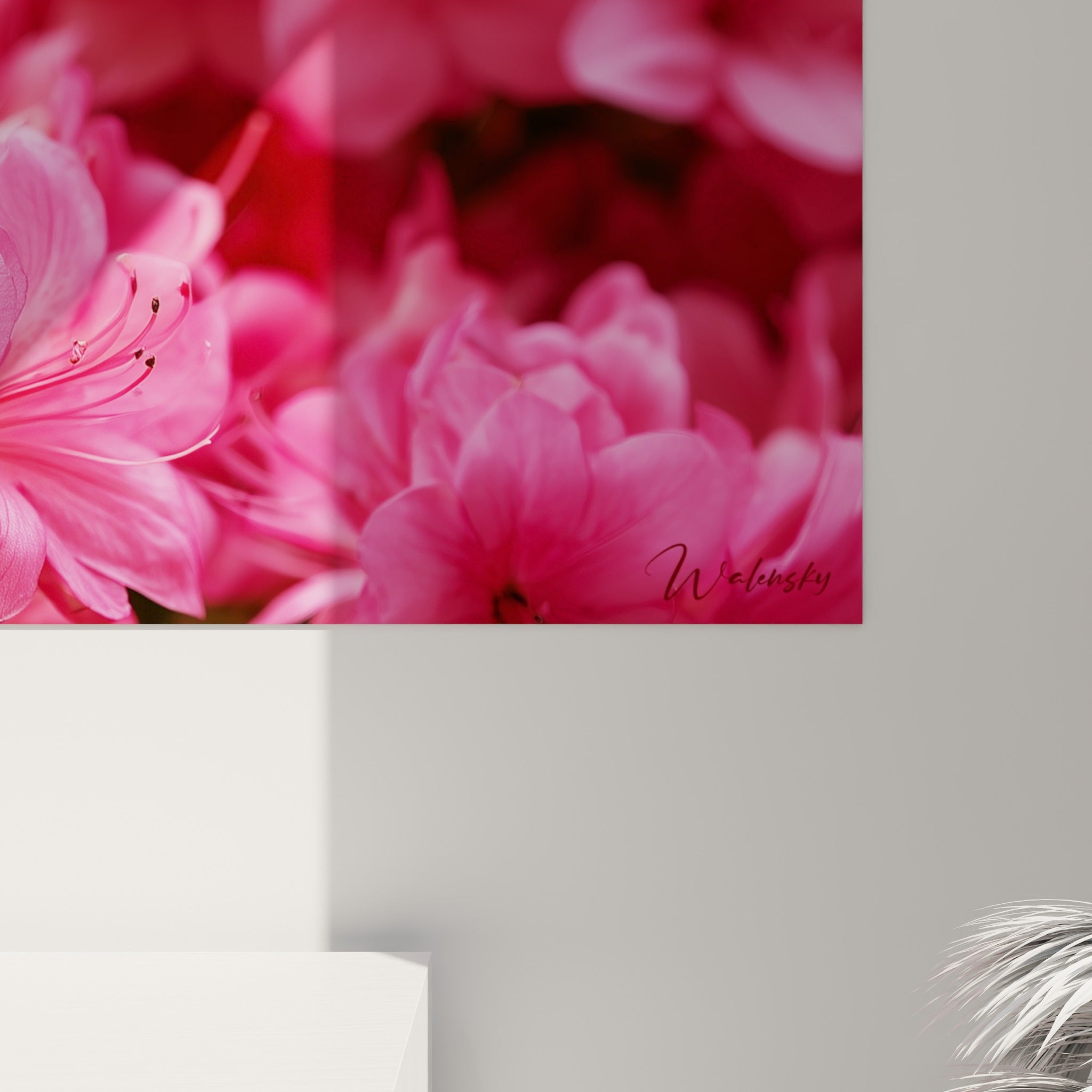 Grain et lumière sur les pétales d'azalée rose et bordeaux, texture soyeuse en détail