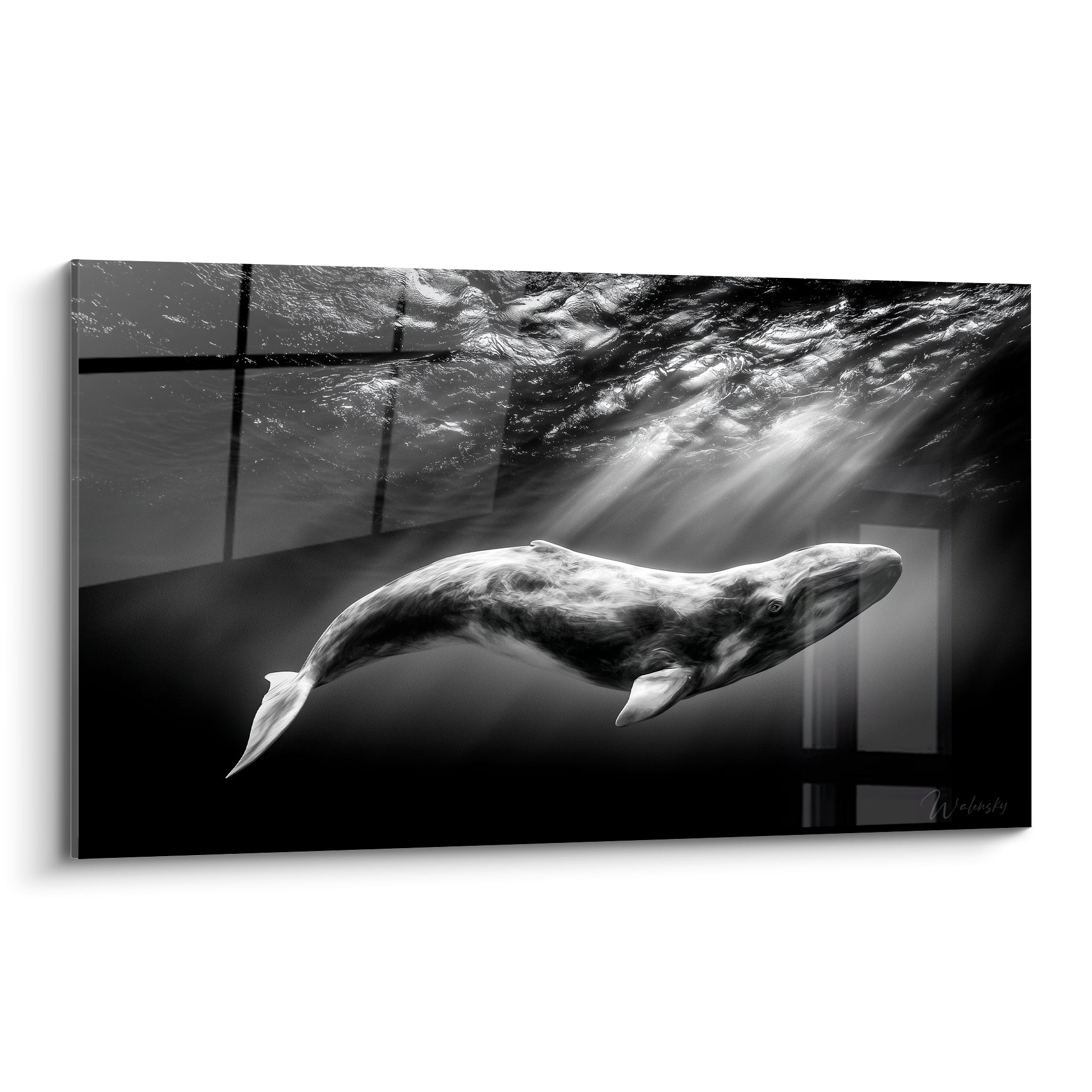 Baleine anthracite plongeant sous des rayons de lumière blanche traversant l'eau sombre