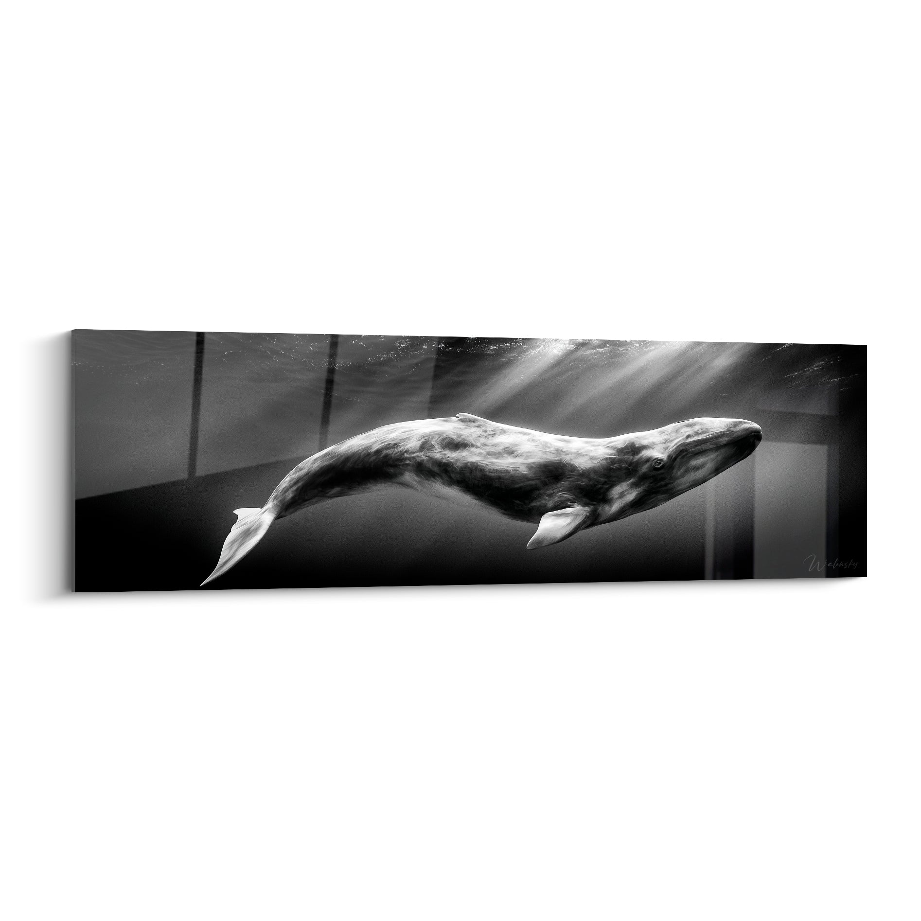 Baleine grise nageant, corps allongé, rayons de lumière blanche traversant l'eau noire profonde