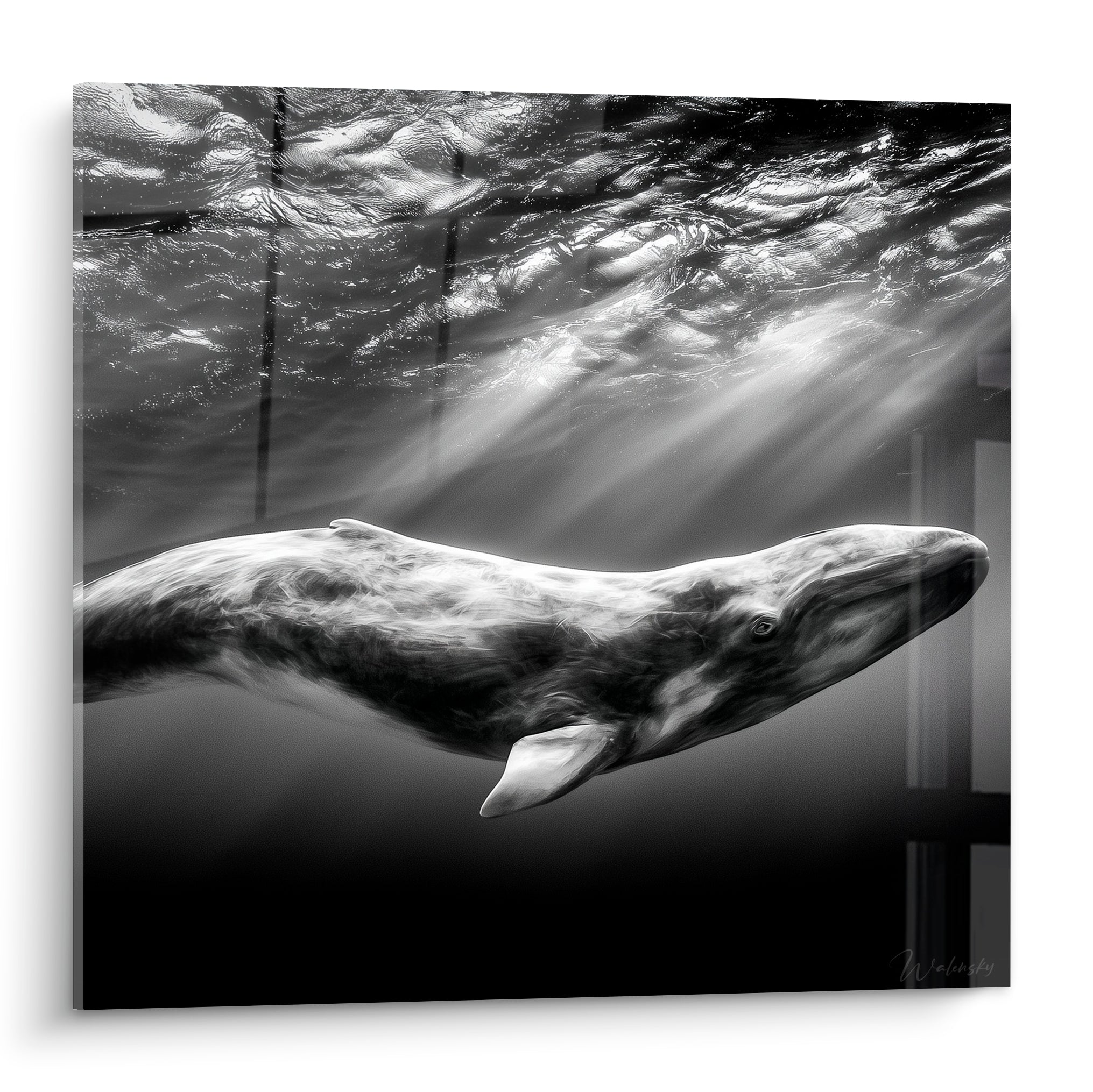 Baleine grise glissant sous des rayons lumineux, contraste noir et blanc, peau texturée et reflets argentés