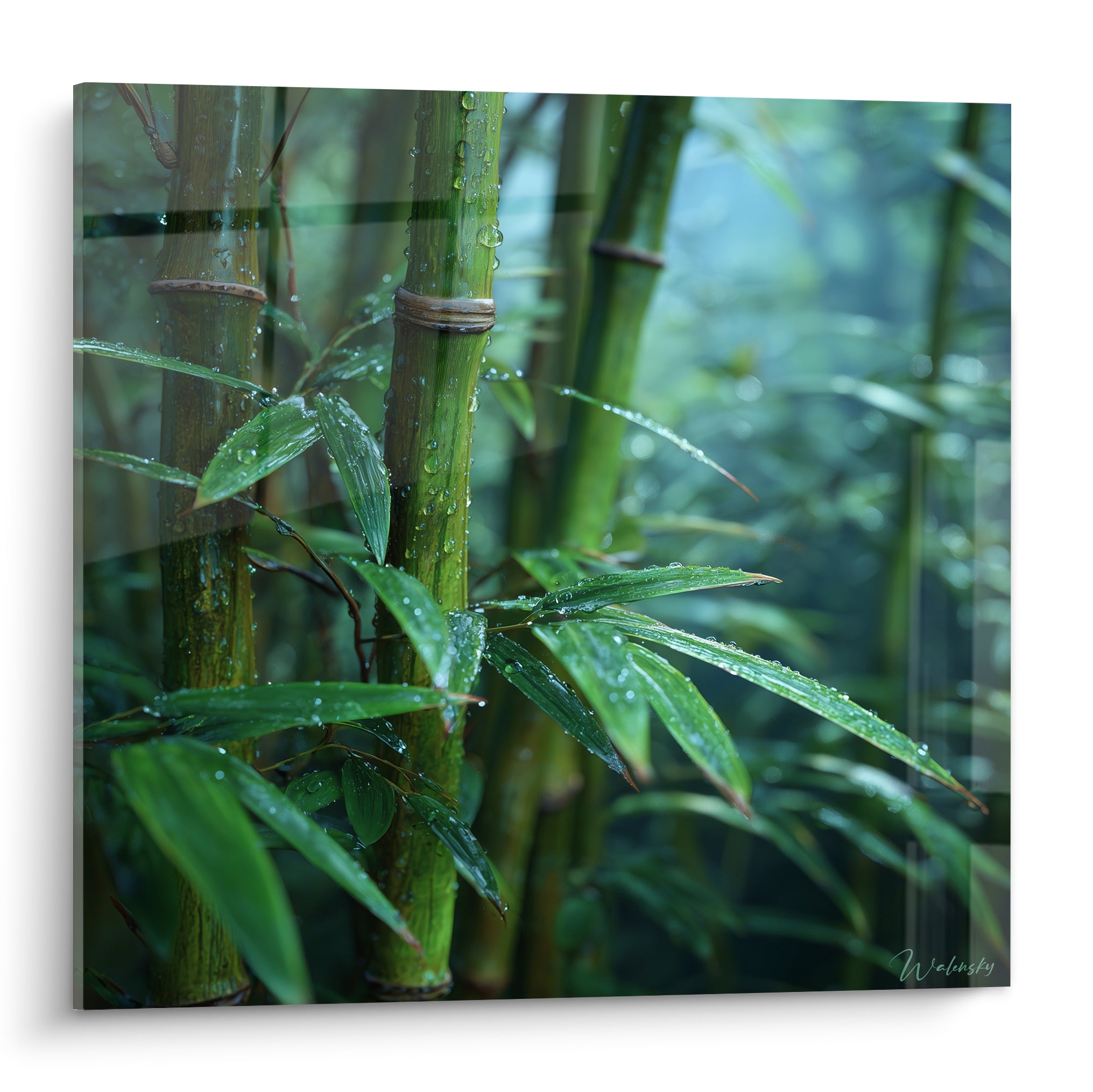Bambou vert émeraude et bleu-vert, tiges couvertes de gouttelettes d'eau brillantes après la pluie