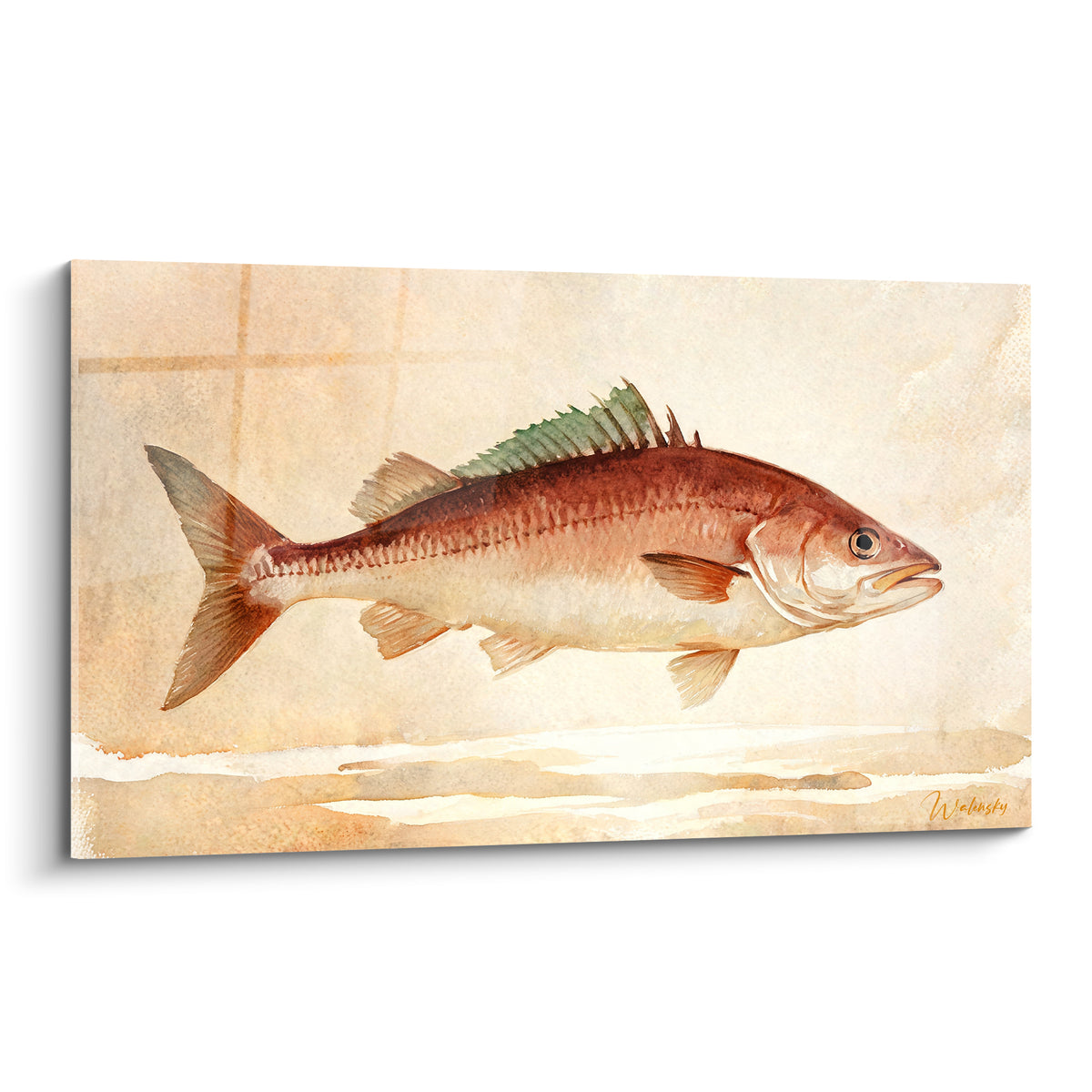 Barracuda roux et vert sauge peint à l'aquarelle sur fond beige texturé façon carnet naturaliste