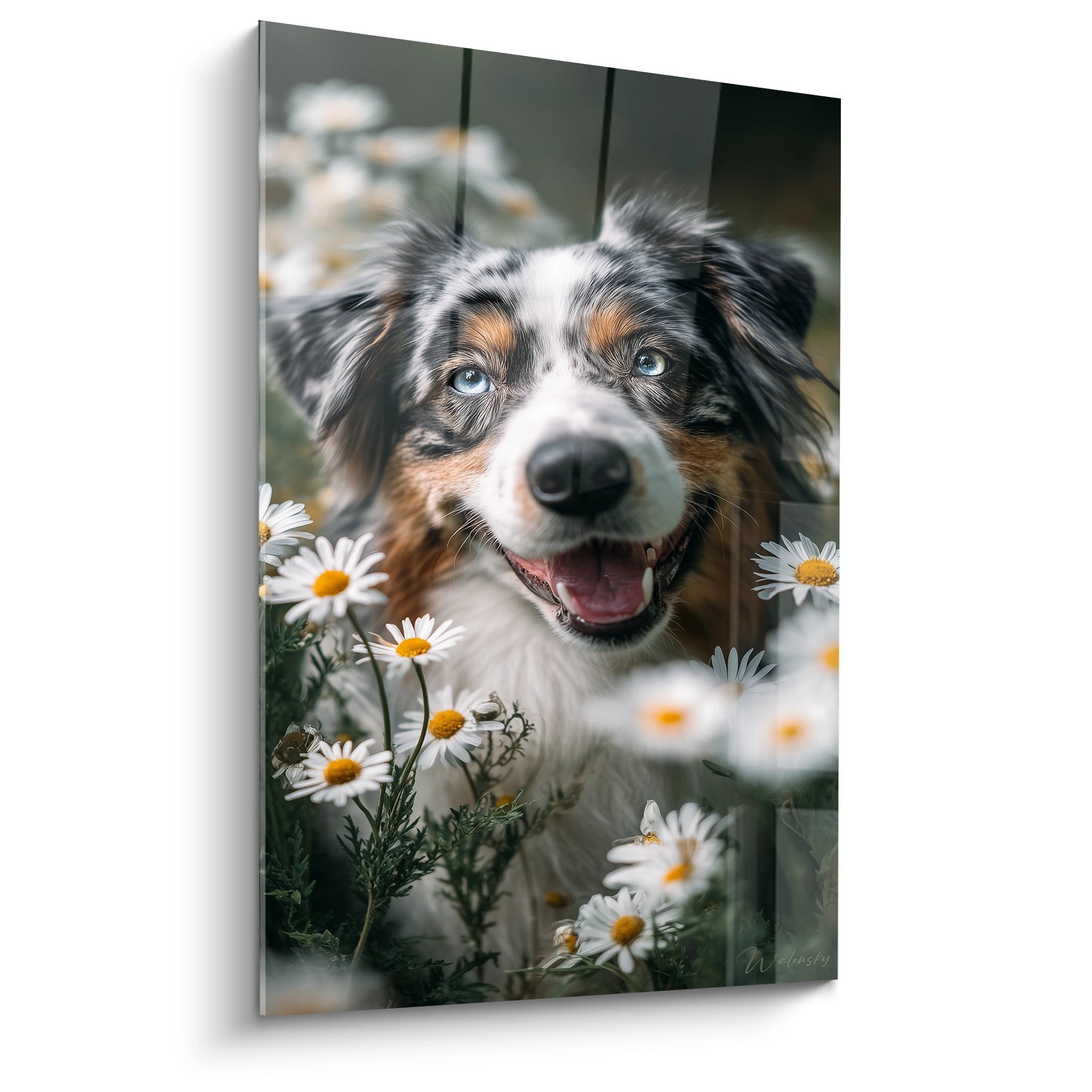 Gemälde Australian Shepherd tricolore mit blauen Augen lächelnd umgeben von weißen Gänseblümchen im goldenen Frühlingslicht
