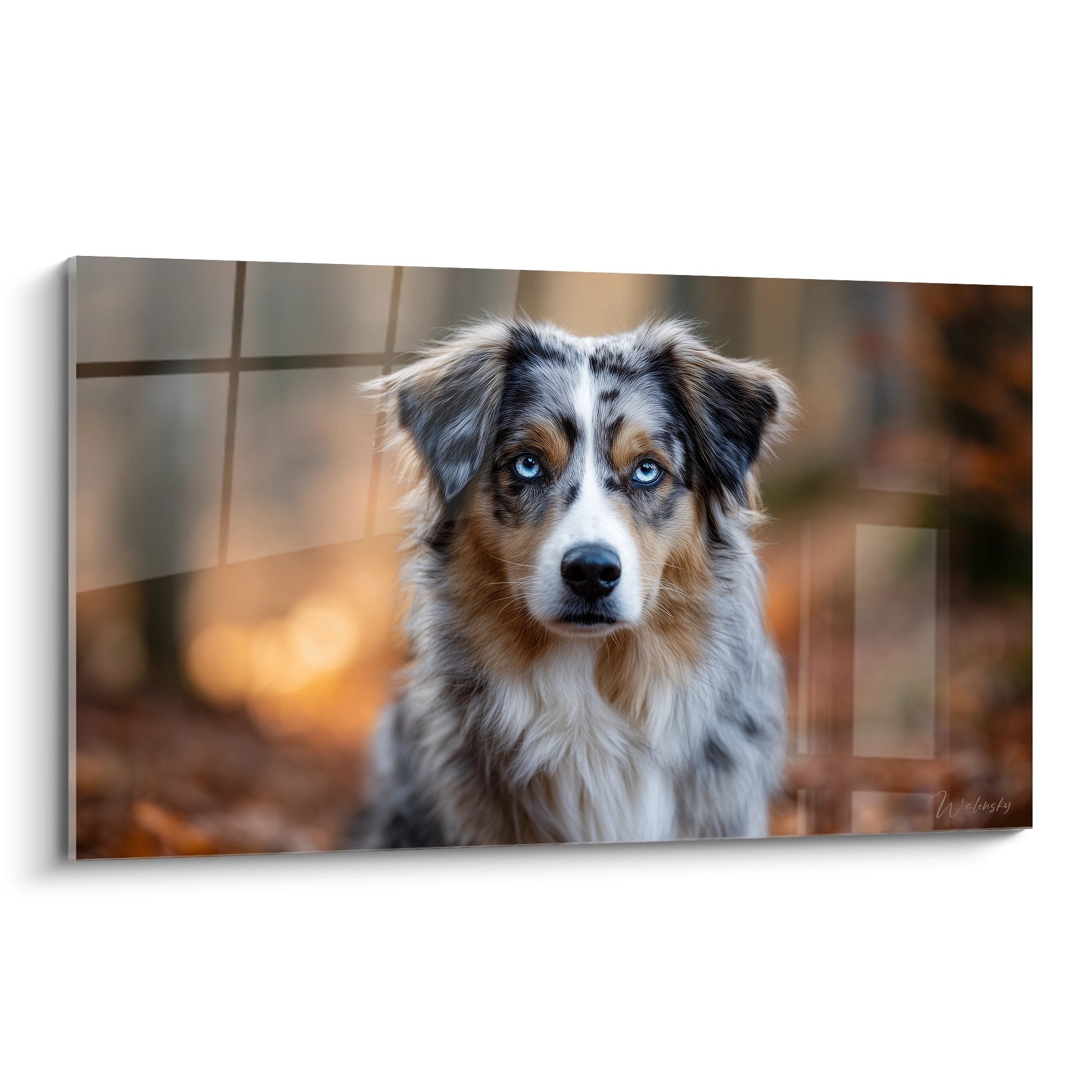 Porträt Australian Shepherd blaue Augen dreifarbiges Fell braun grau weiß unscharfer goldener Hintergrund Wandgemälde