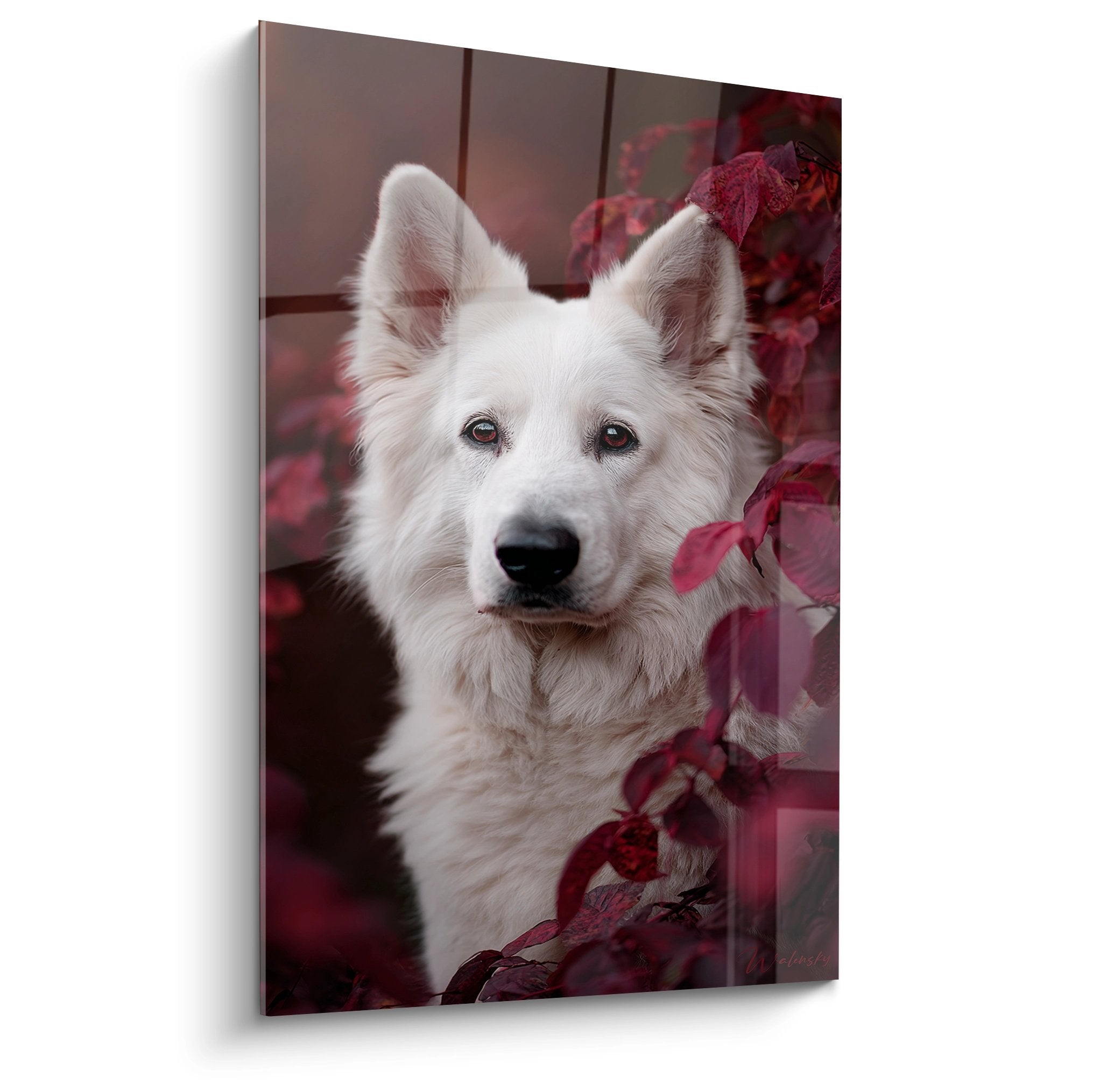 Portrait Berger Blanc Suisse yeux ambrés feuillage rouge automne tableau décoratif