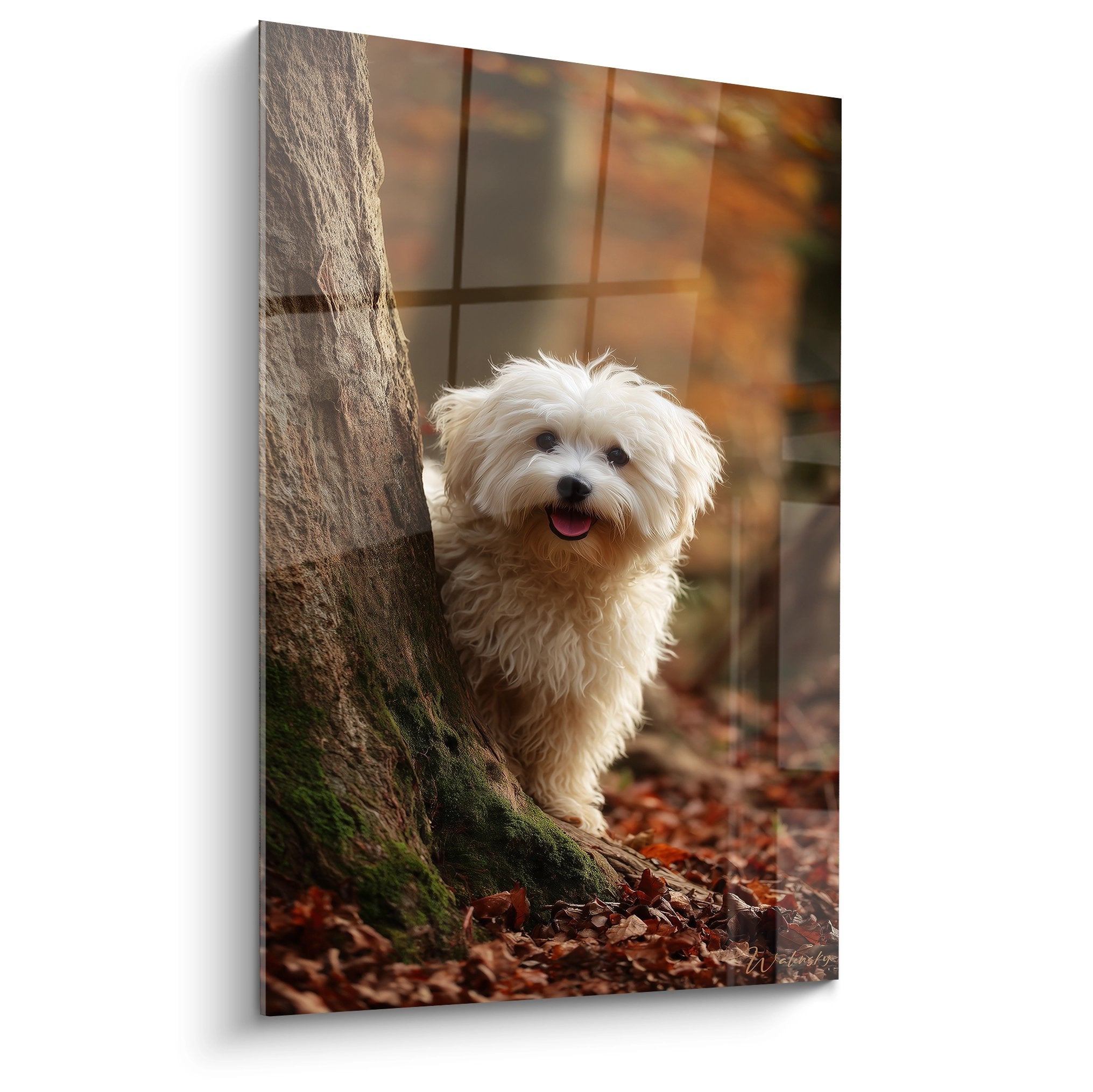 Tableau mural Bichon Havanais blanc souriant près d'un arbre moussu dans un décor automnal doré