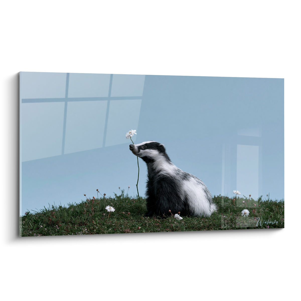 Blaireau noir et blanc tenant une marguerite blanche sur fond bleu pastel dans l'herbe verte