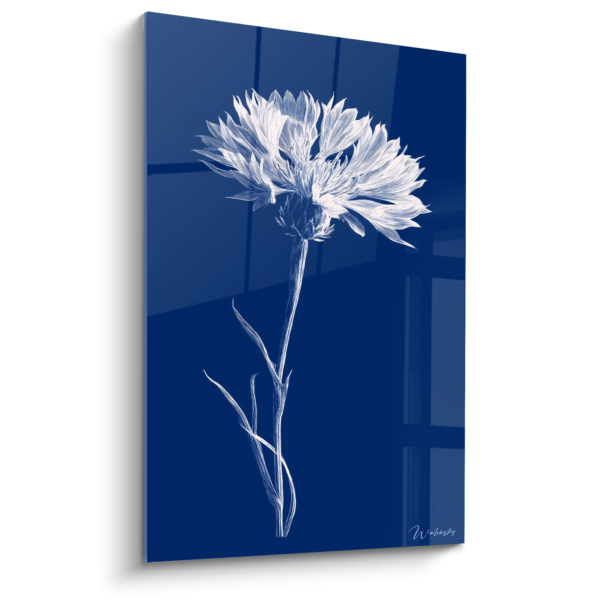 Bleuet blanc en fleur sur fond bleu marine, dessin fin aux pétales lumineux et déliés