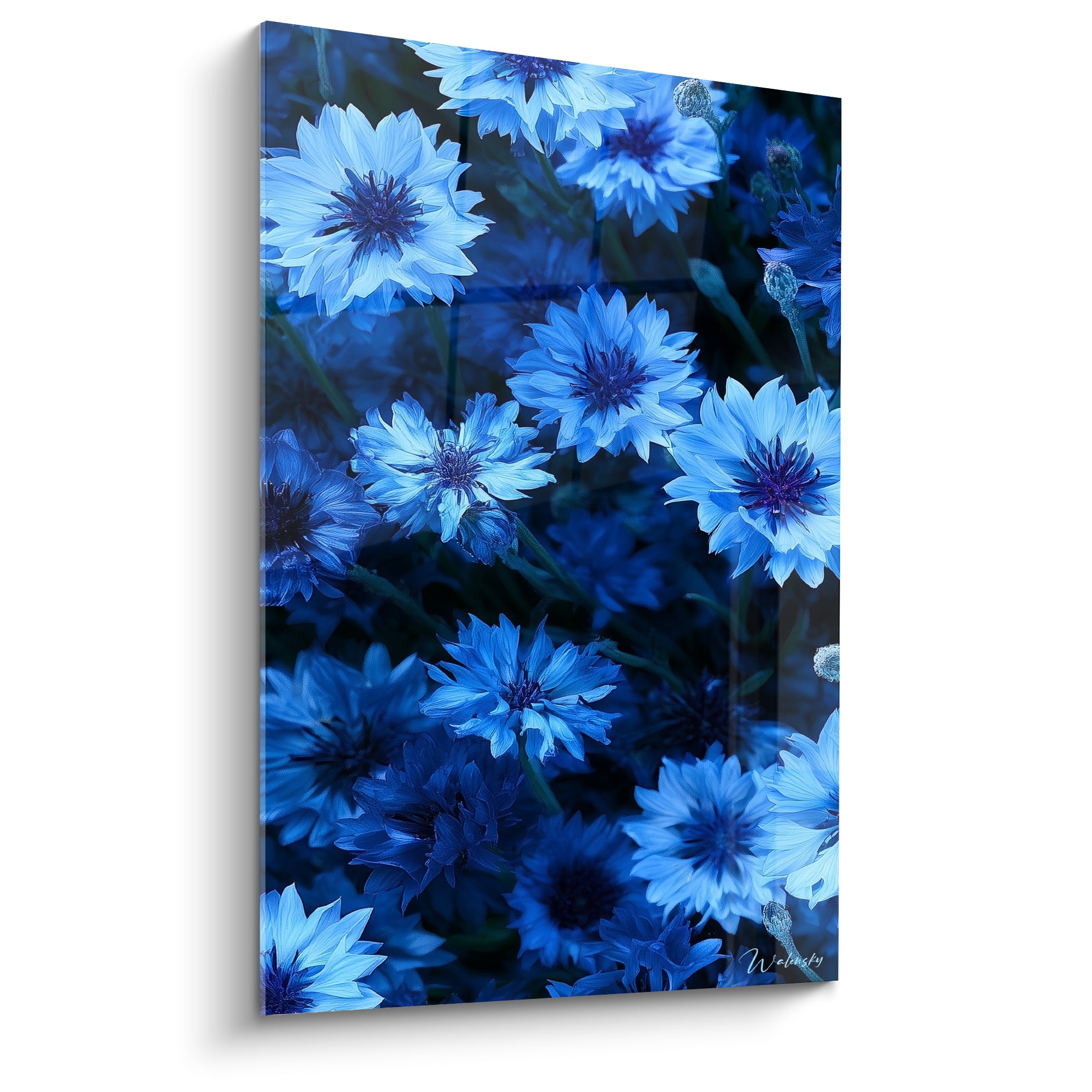 Bleuets bleu marine et azur en pleine floraison, pétales dentelés et centres violacés en gros plan