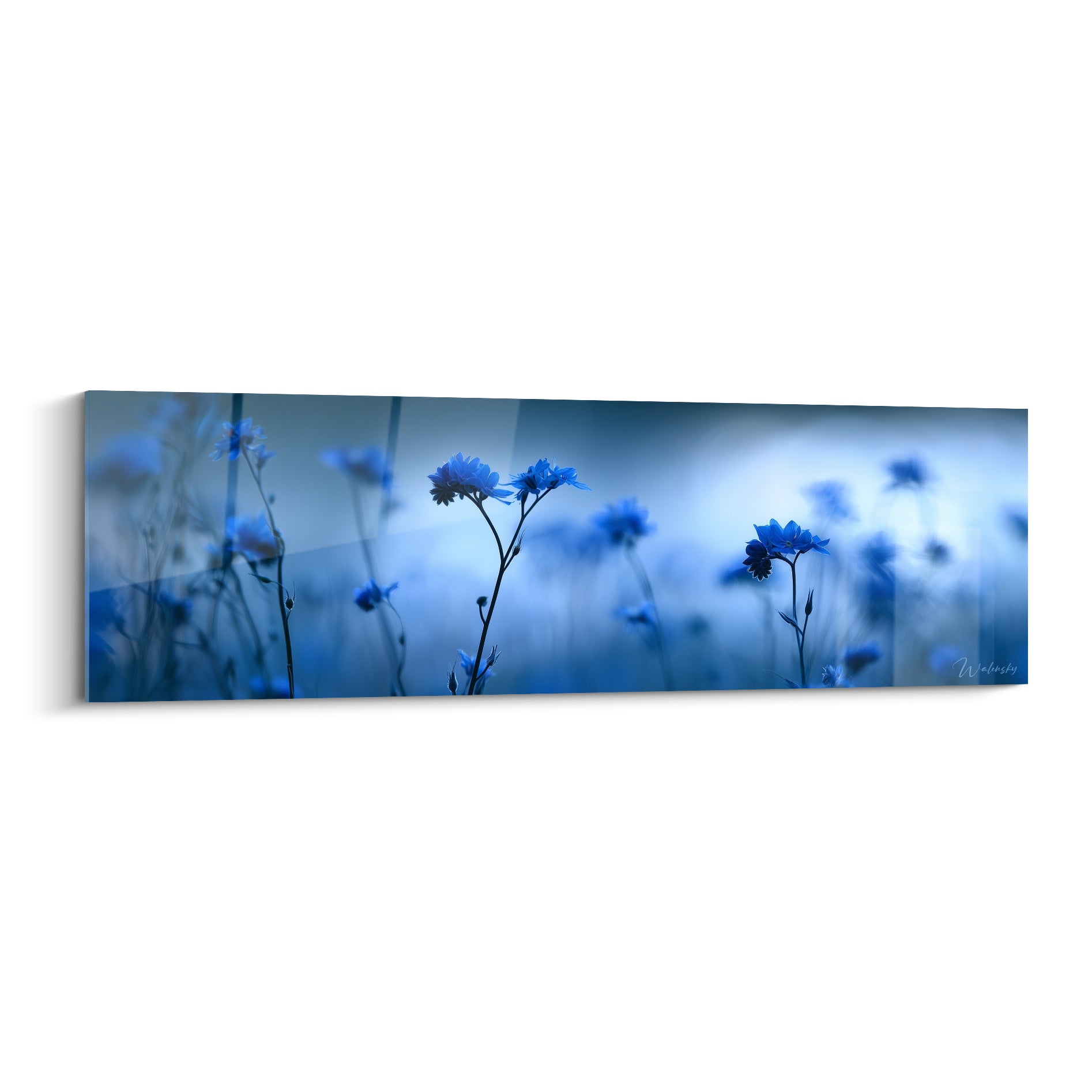 Bleuets bleu marine et anthracite se détachant sur fond flou dans une composition nocturne
