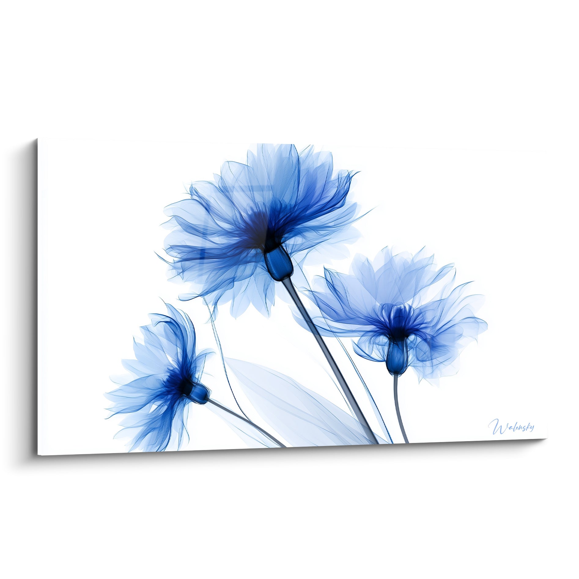 Bleuets bleu marine translucides déployés sur fond blanc immaculé, effet radiographique délicat