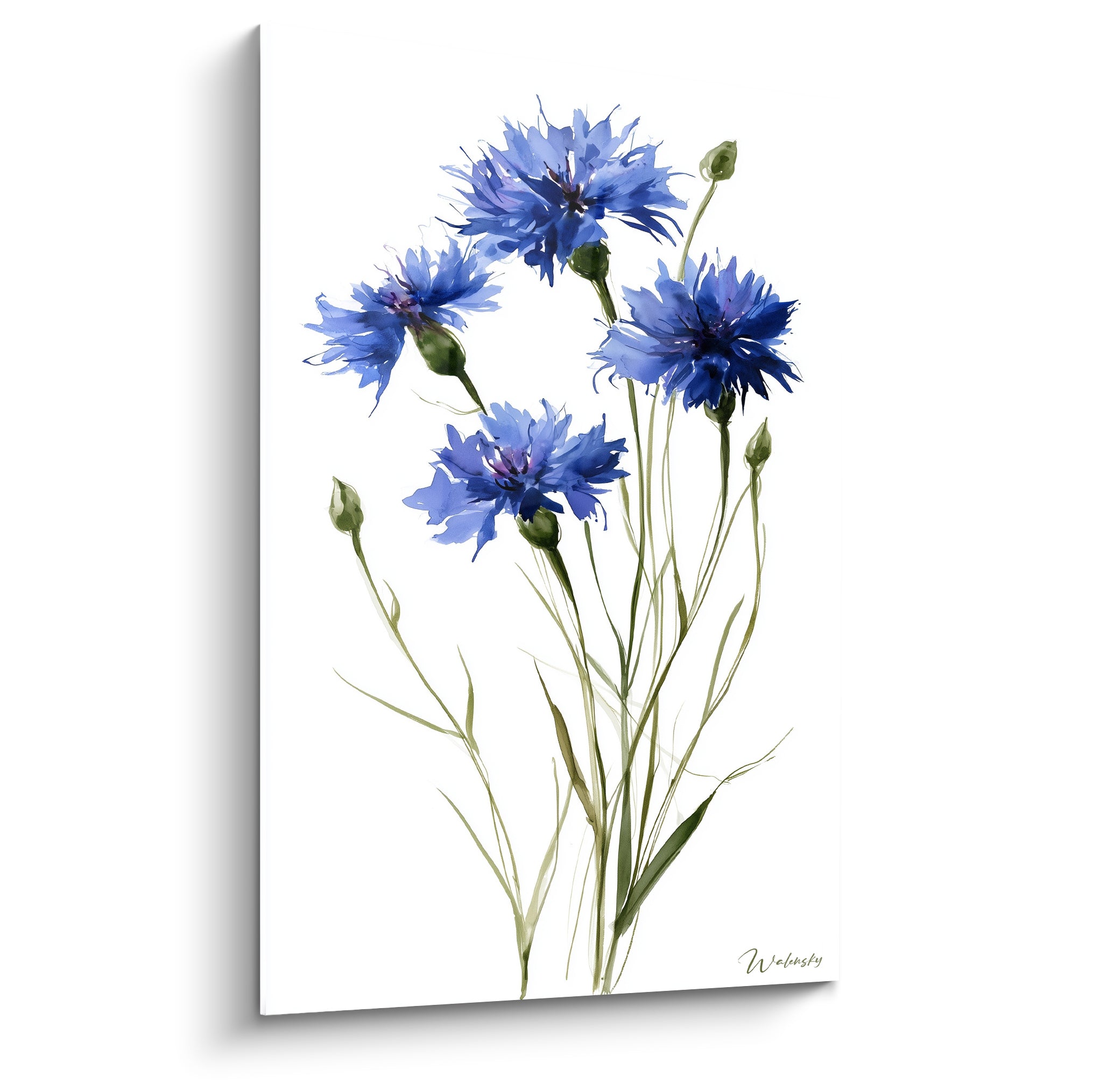 Bleuet bleu marine et vert sauge peint à l'aquarelle sur fond blanc épuré