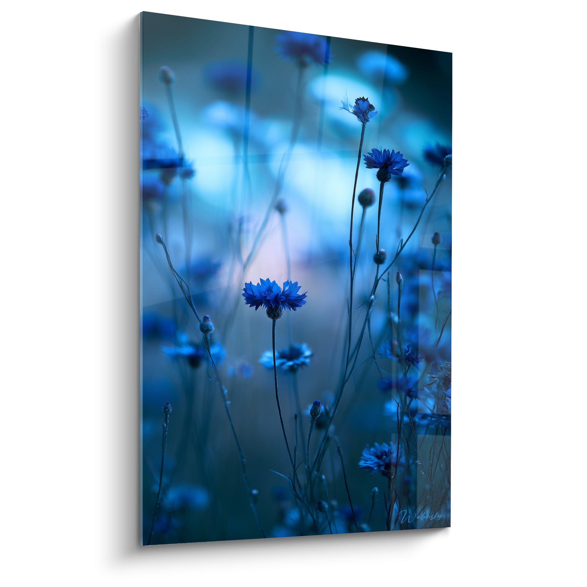 Bleuets bleu marine et turquoise en fleur, tiges fines dans une lumière crépusculaire floutée