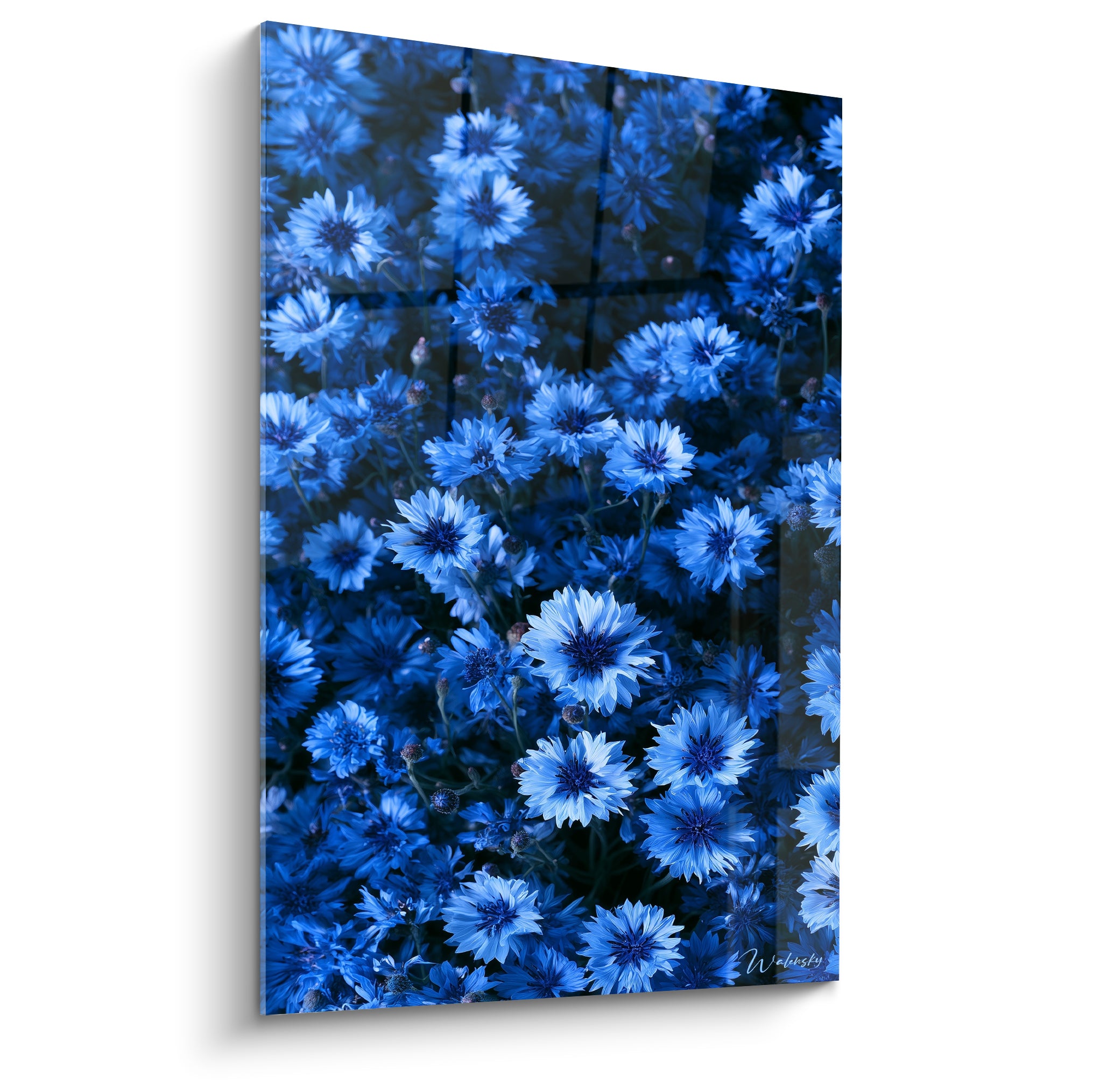 Bleuets bleu marine et bleu pastel en gros plan sur fond anthracite, pétales frangés éclairés