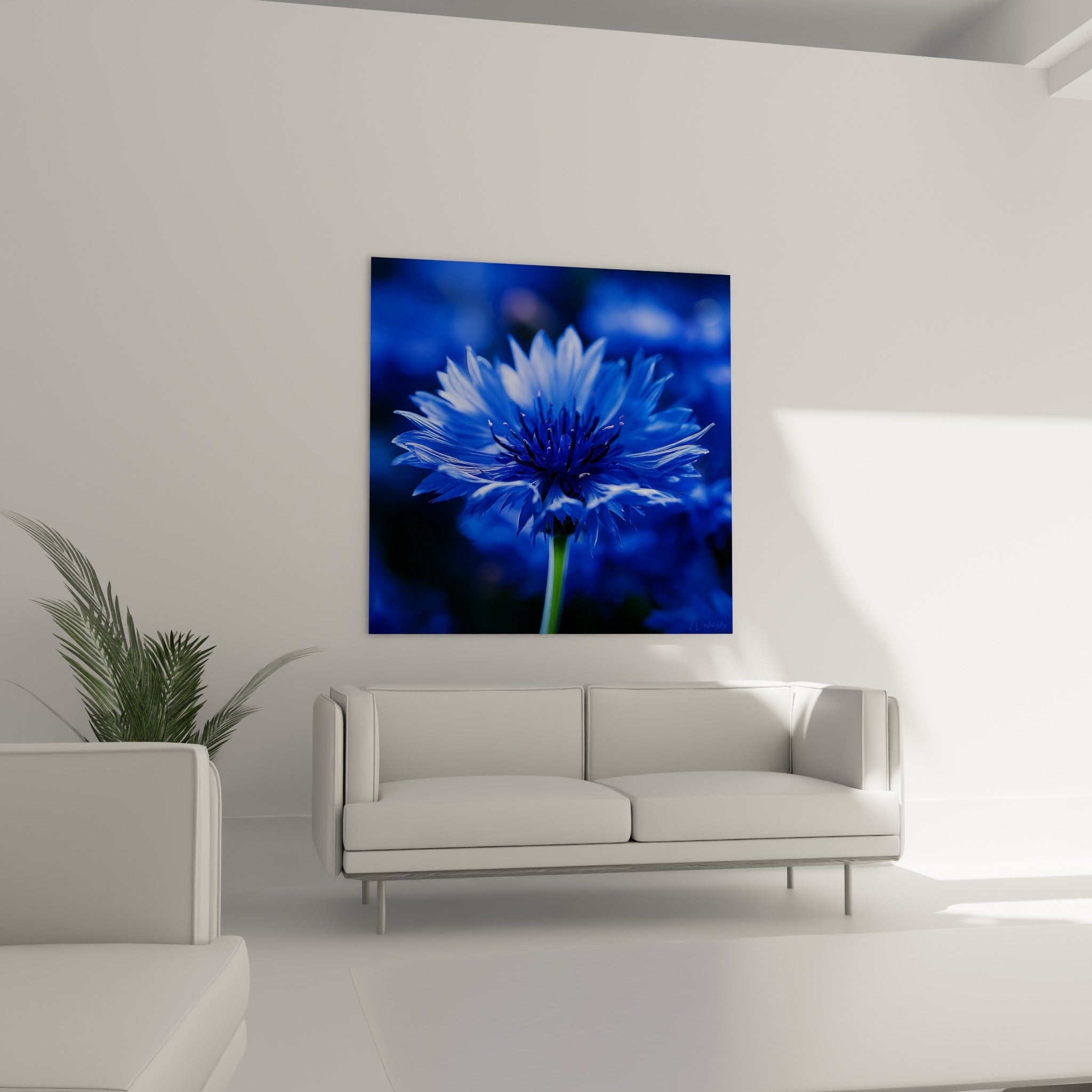 Pétales de bleuet bleu marine et blanc, disposés au-dessus d'un canapé dans un salon lumineux
