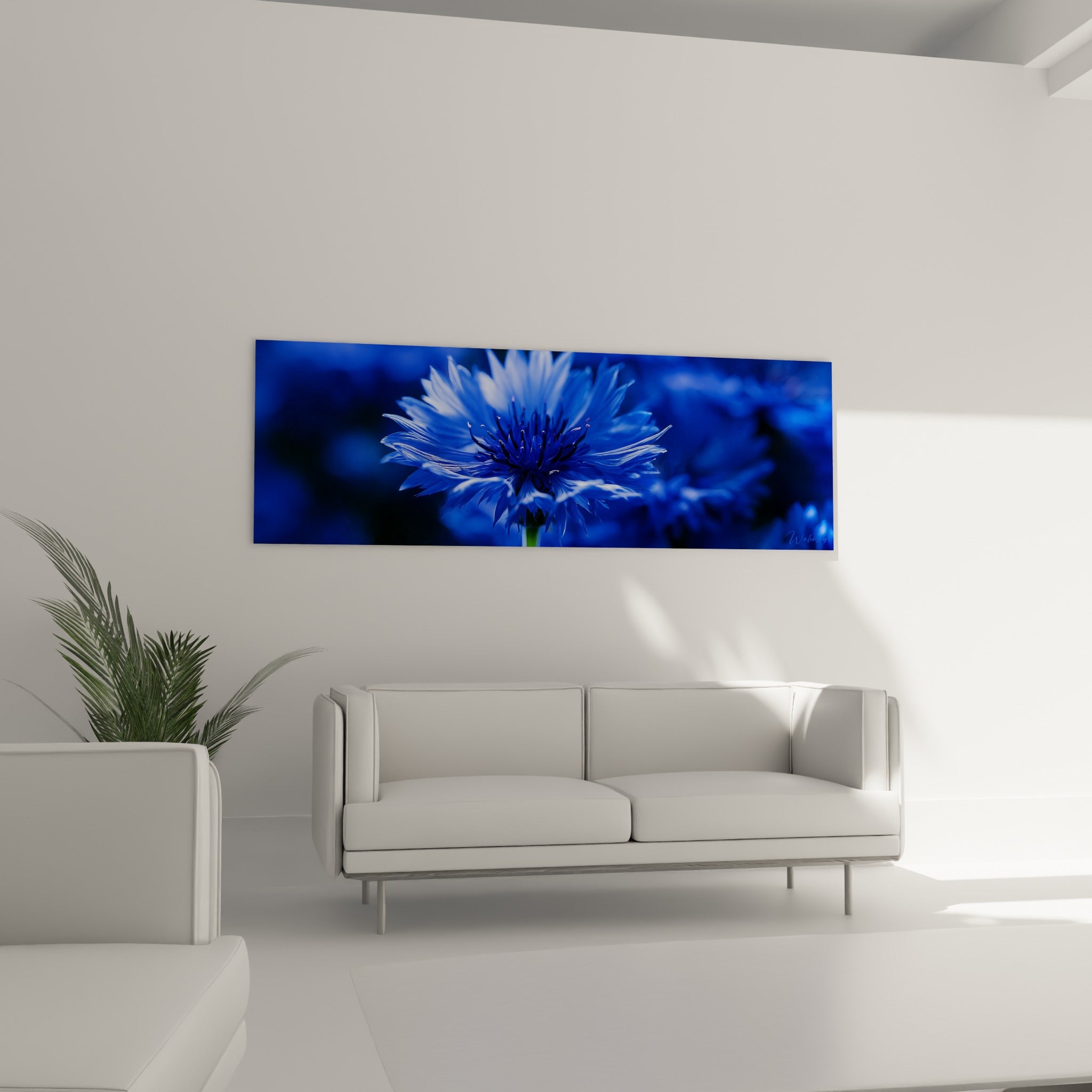 Fleur de bleuet au cœur indigo intense placée au-dessus d'un canapé dans un salon lumineux