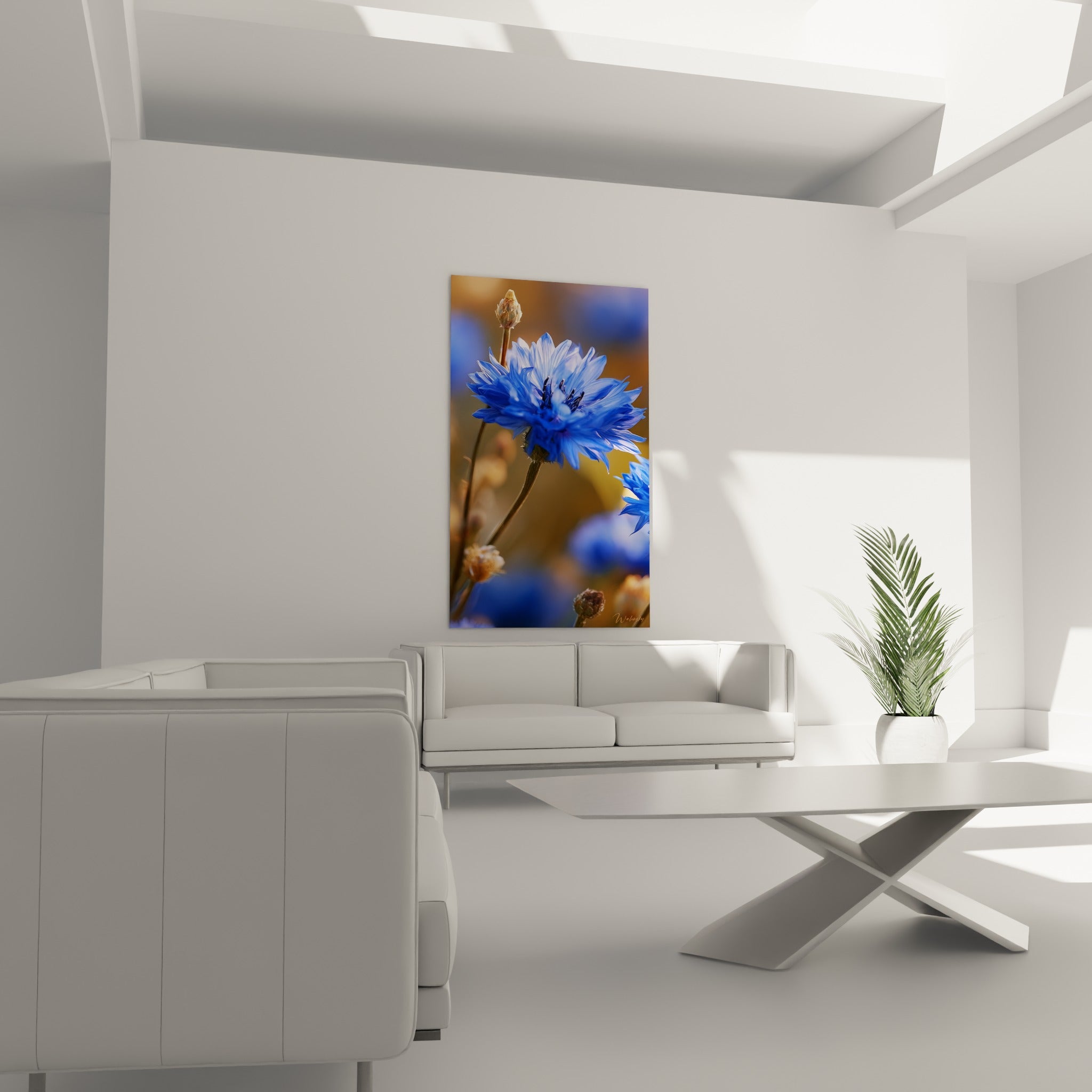 Corolle bleu profond du bleuet sur fond ocre chaud, au-dessus d'un canapé dans un salon lumineux