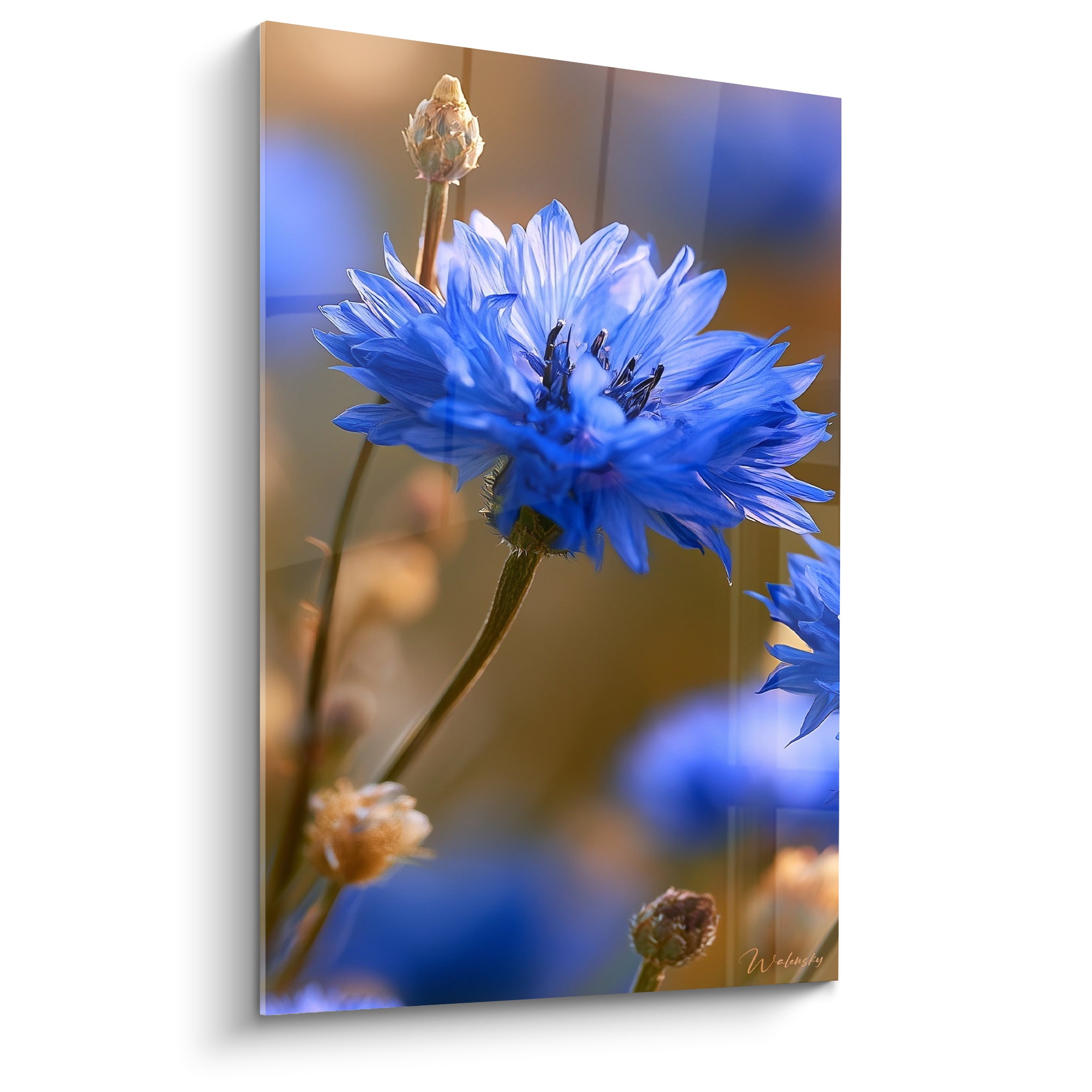 Bleuet bleu marine aux pétales déployés, fond doré flouté, lumière dorée du soir