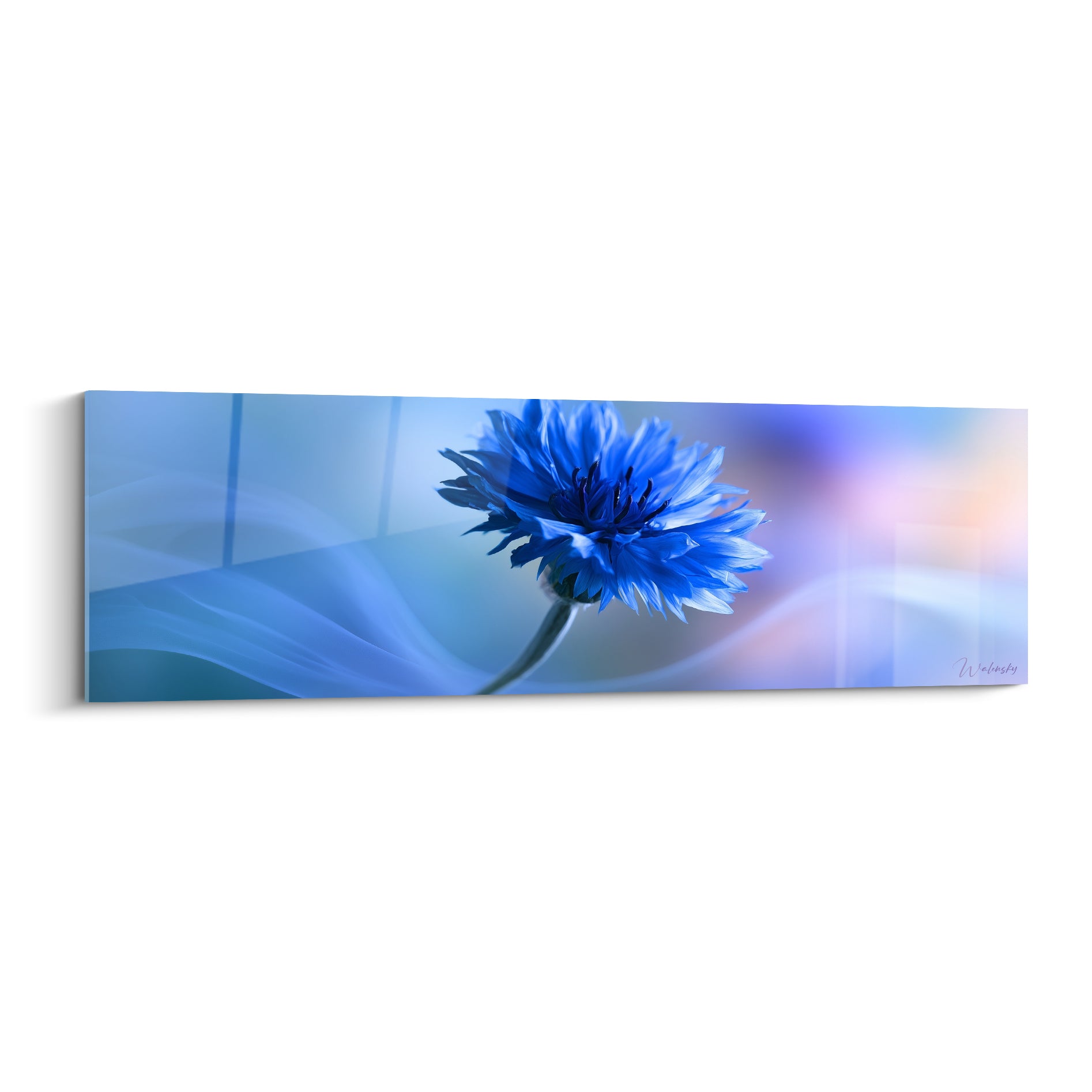 Bleuet bleu marine et blanc aux pétales déployés sur fond bleu pastel vaporeux