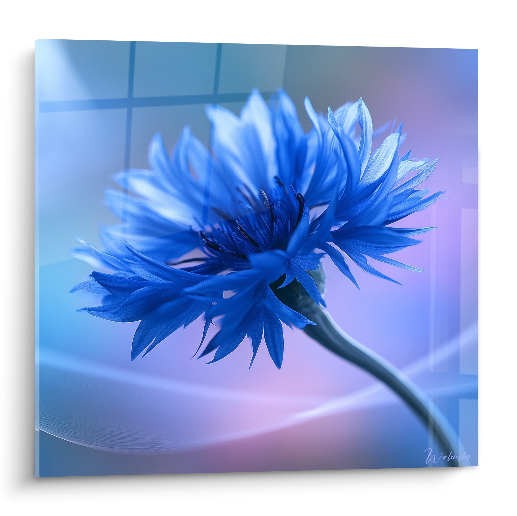 Bleuet bleu roi aux pétales déployés et cœur sombre, fond mauve et bleu givré