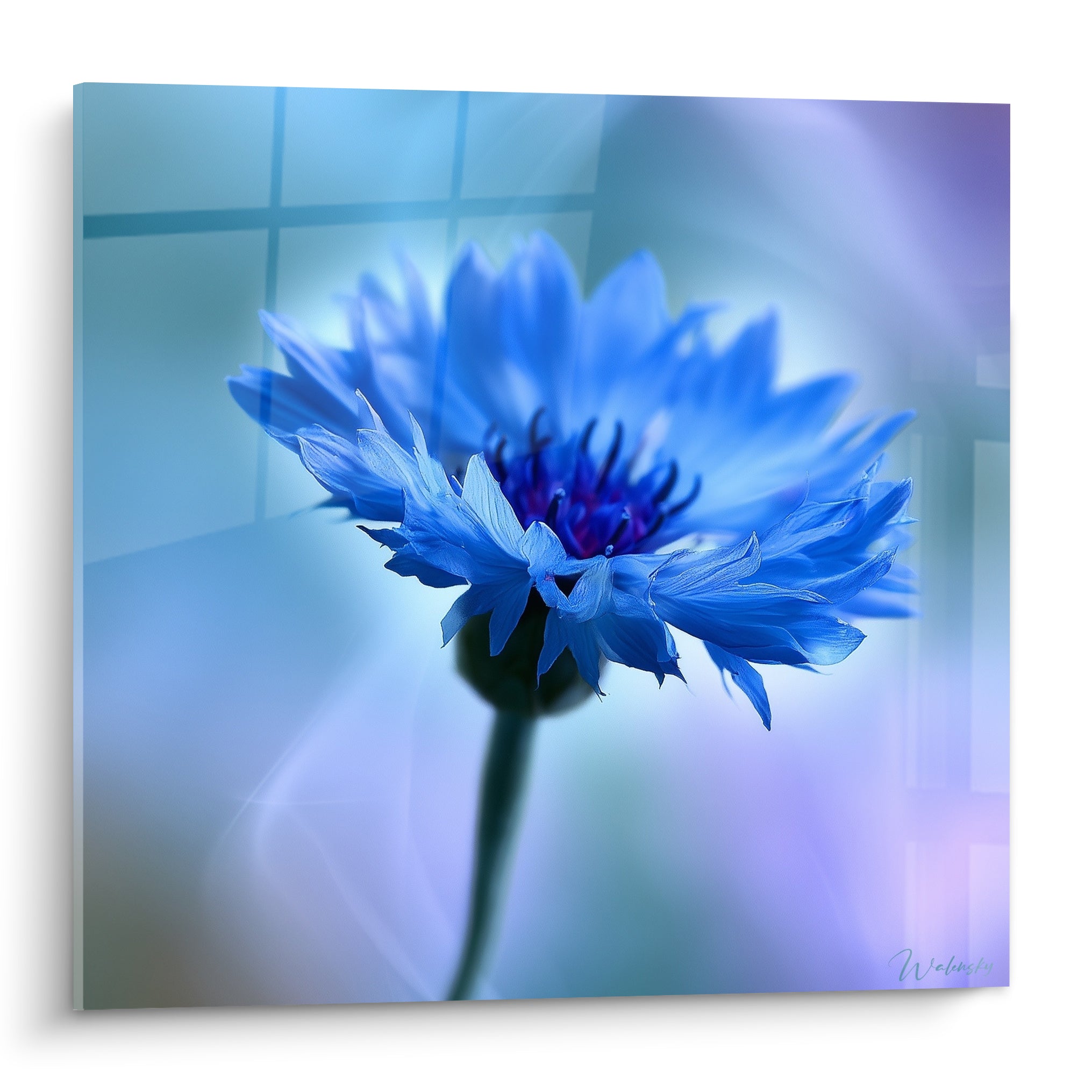 Bleuet aux pétales bleu vif et cœur violet profond sur fond flouté bleu turquoise