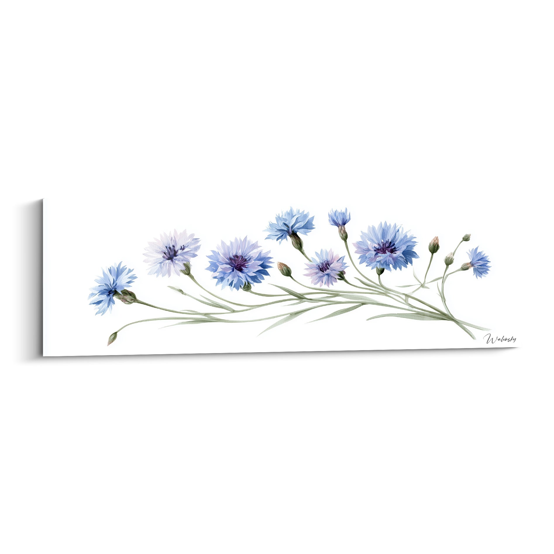 Bleuets bleu ciel et lavande alignés sur tiges vertes, fond blanc, style aquarelle délicat