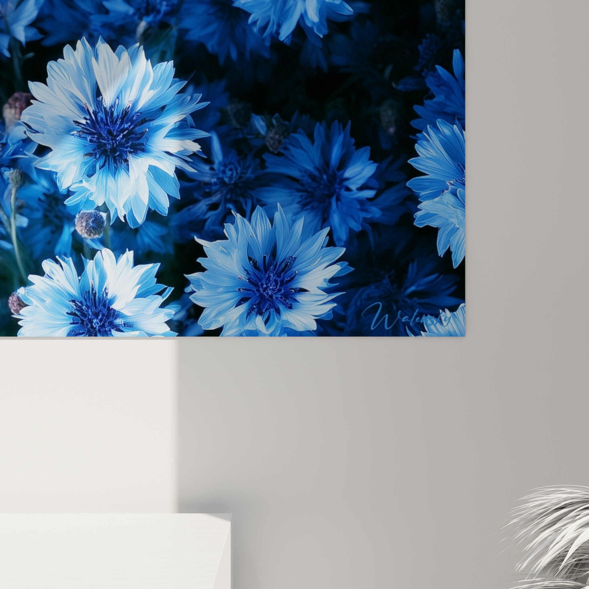 Pétales de bleuet bleu marine et azur révélant le grain fin de l'impression photographique