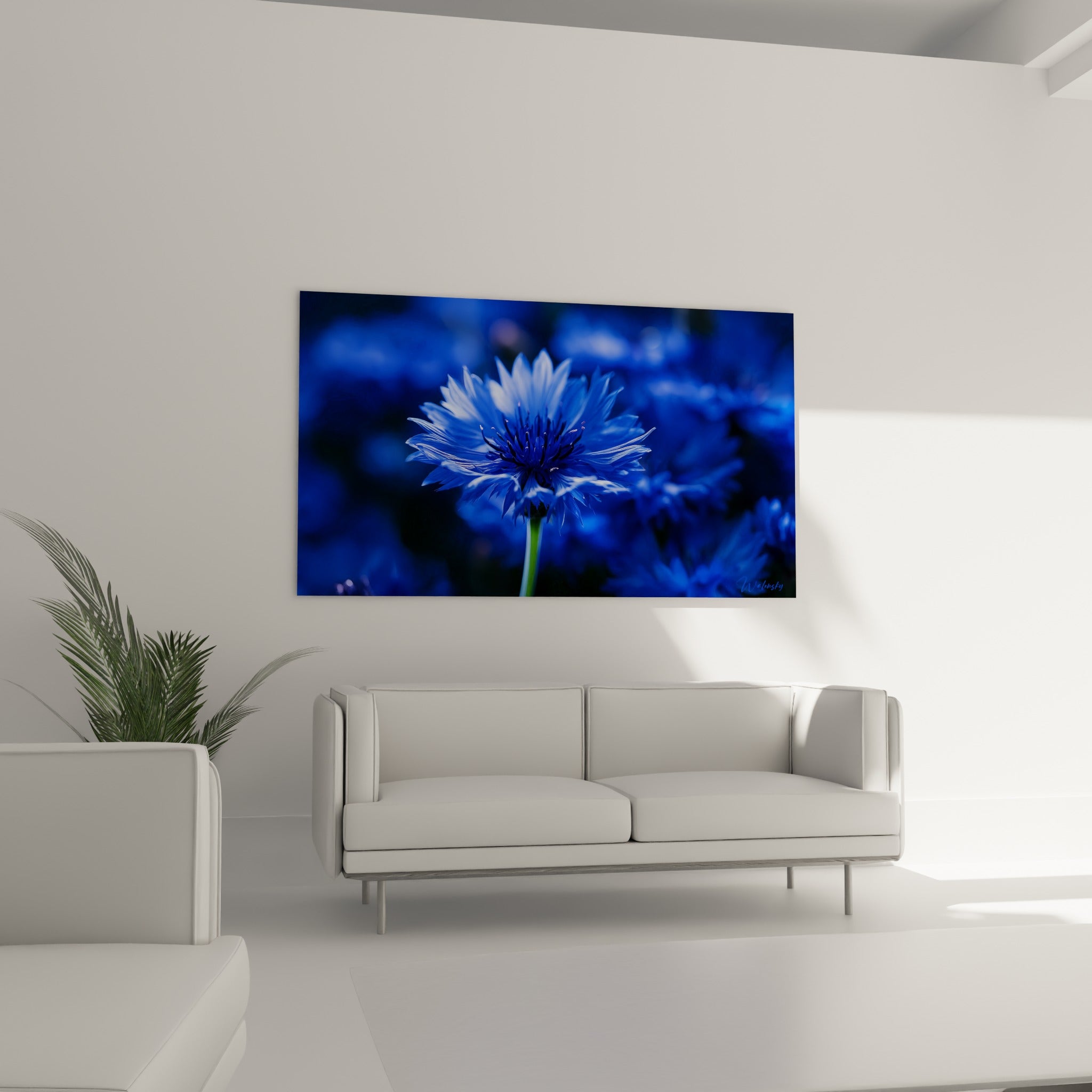 Pétales bleu profond et tige verte du bleuet en macrophotographie, au-dessus d'un canapé dans un salon lumineux