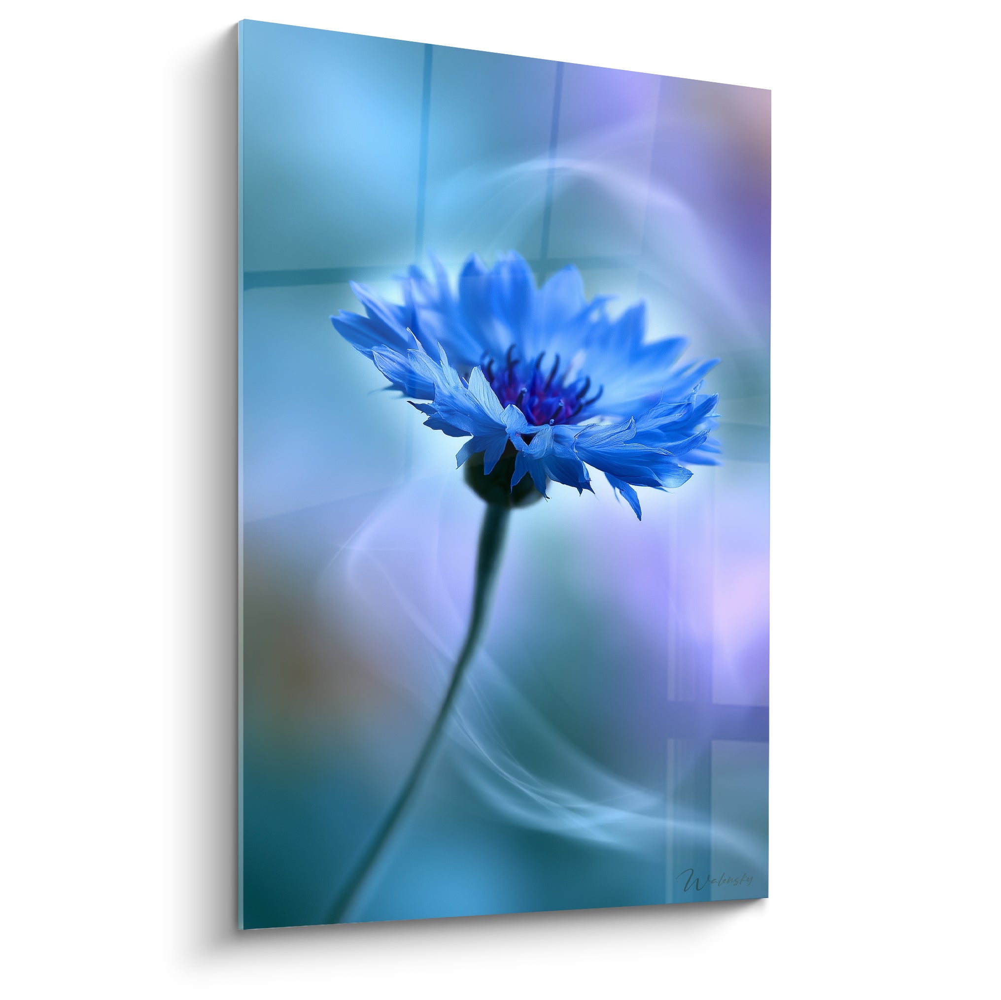 Bleuet aux pétales turquoise et cœur violet foncé, tige fine sur fond brumeux bleuté