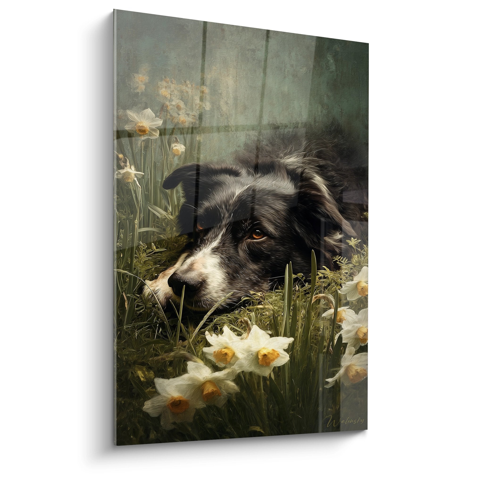 tableau border collie noir et blanc allonge dans les narcisses blancs regard amber melancolique art canin