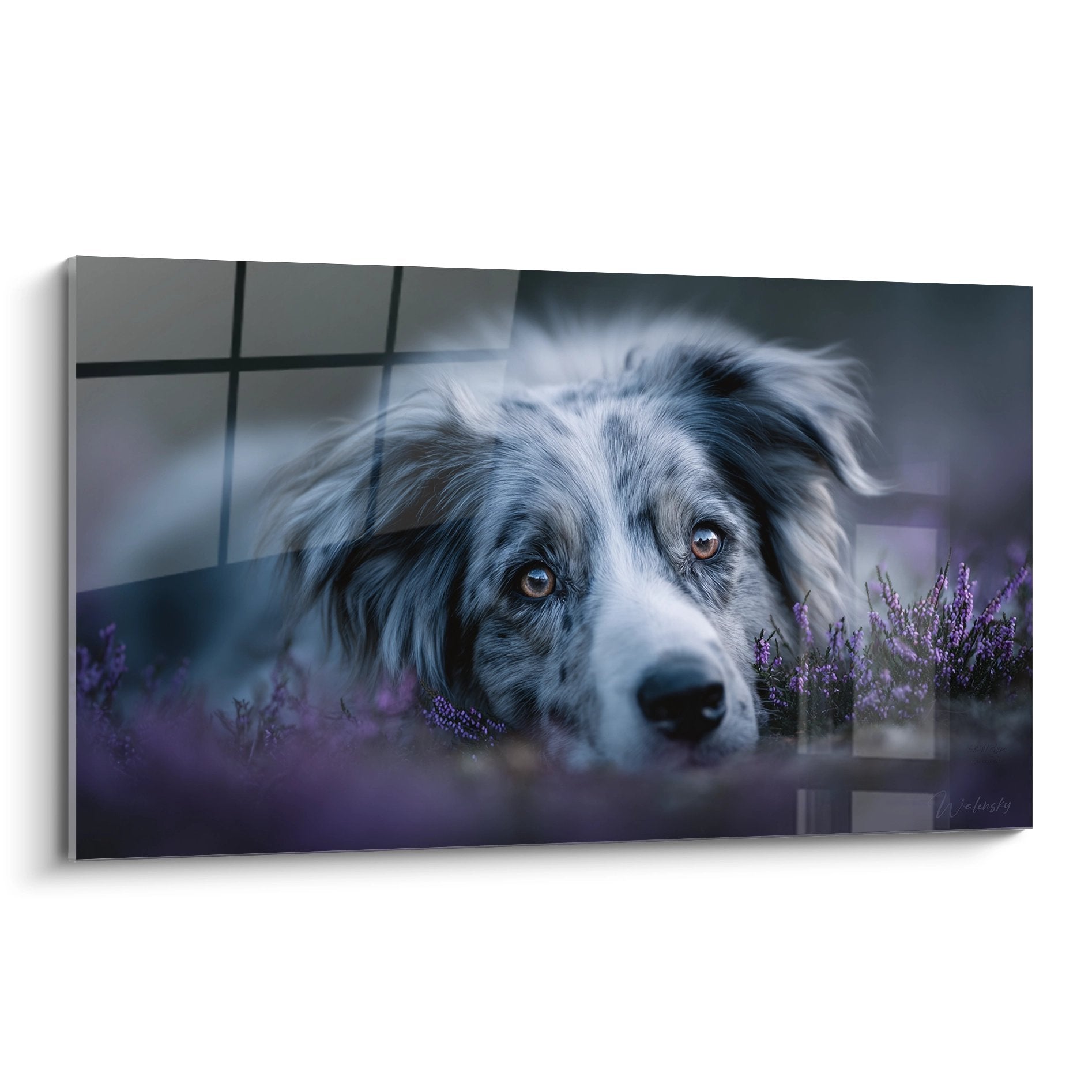 Gemälde Border Collie mit bernsteinfarbenen Augen, ausgestreckt in violetten Lavendelblüten, zartes Blick, blaugestromtes Fell