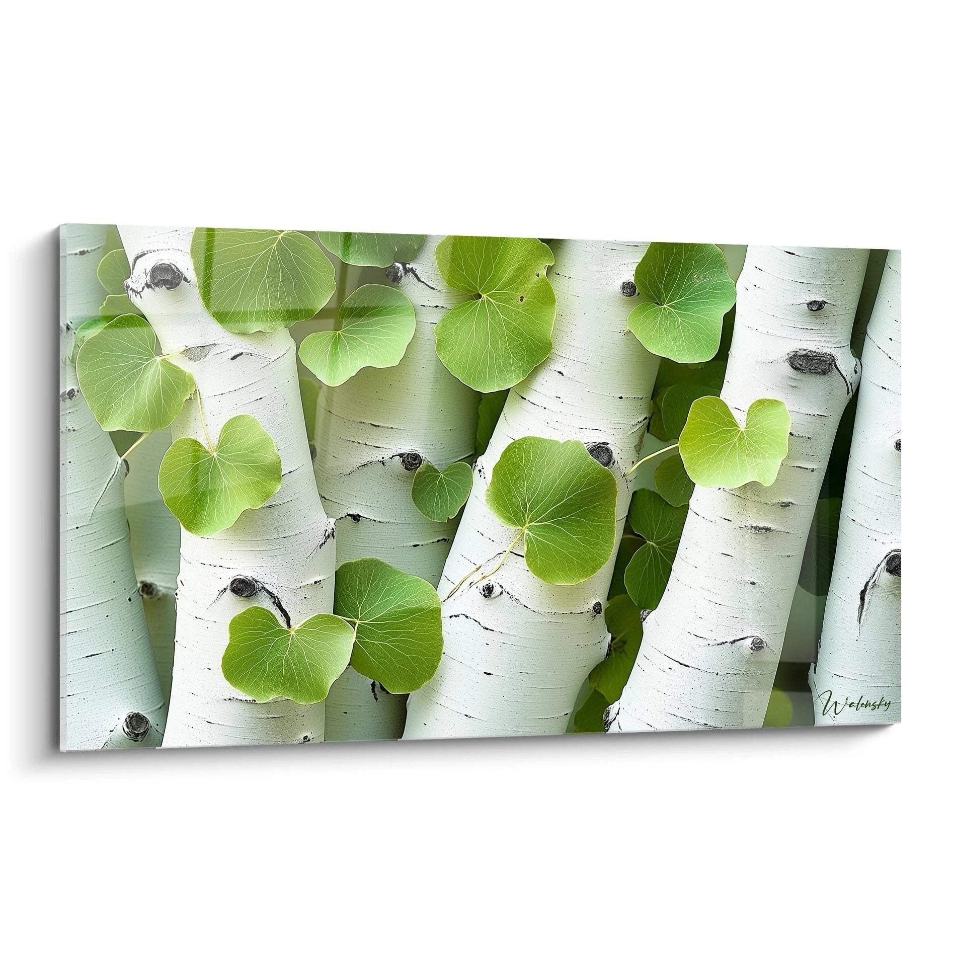 Un tableau bouleau nature montrant des troncs de bouleaux blancs avec des feuilles vertes, des textures lisses et des détails noirs marquant l'écorce, sur un fond légèrement flouté.