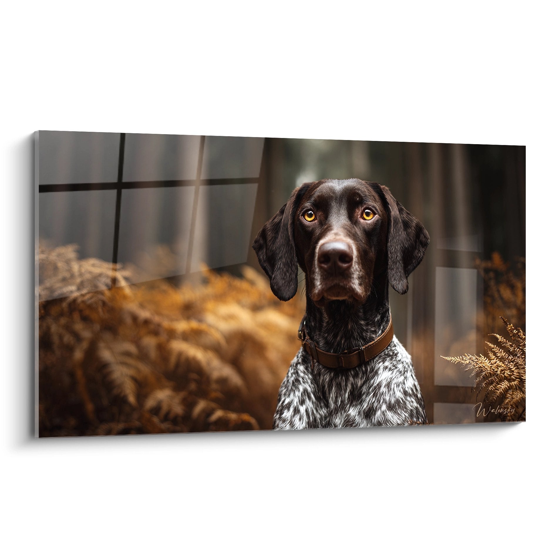 Portrait Braque Allemand yeux ambrés pelage moucheté brun blanc arrière-plan automnal flou tableau mural chien