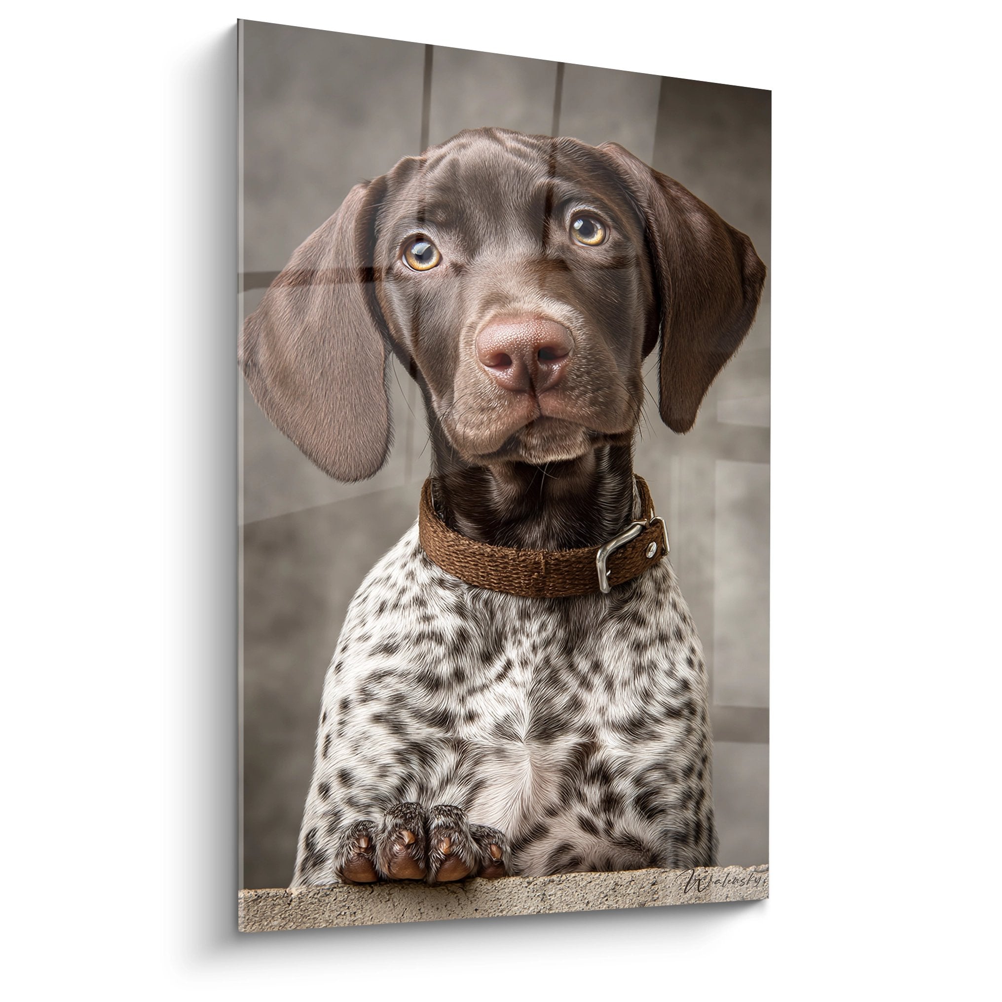 Portrait de Braque Allemand aux yeux dorés avec collier cuir, pelage tacheté brun et blanc, fond gris